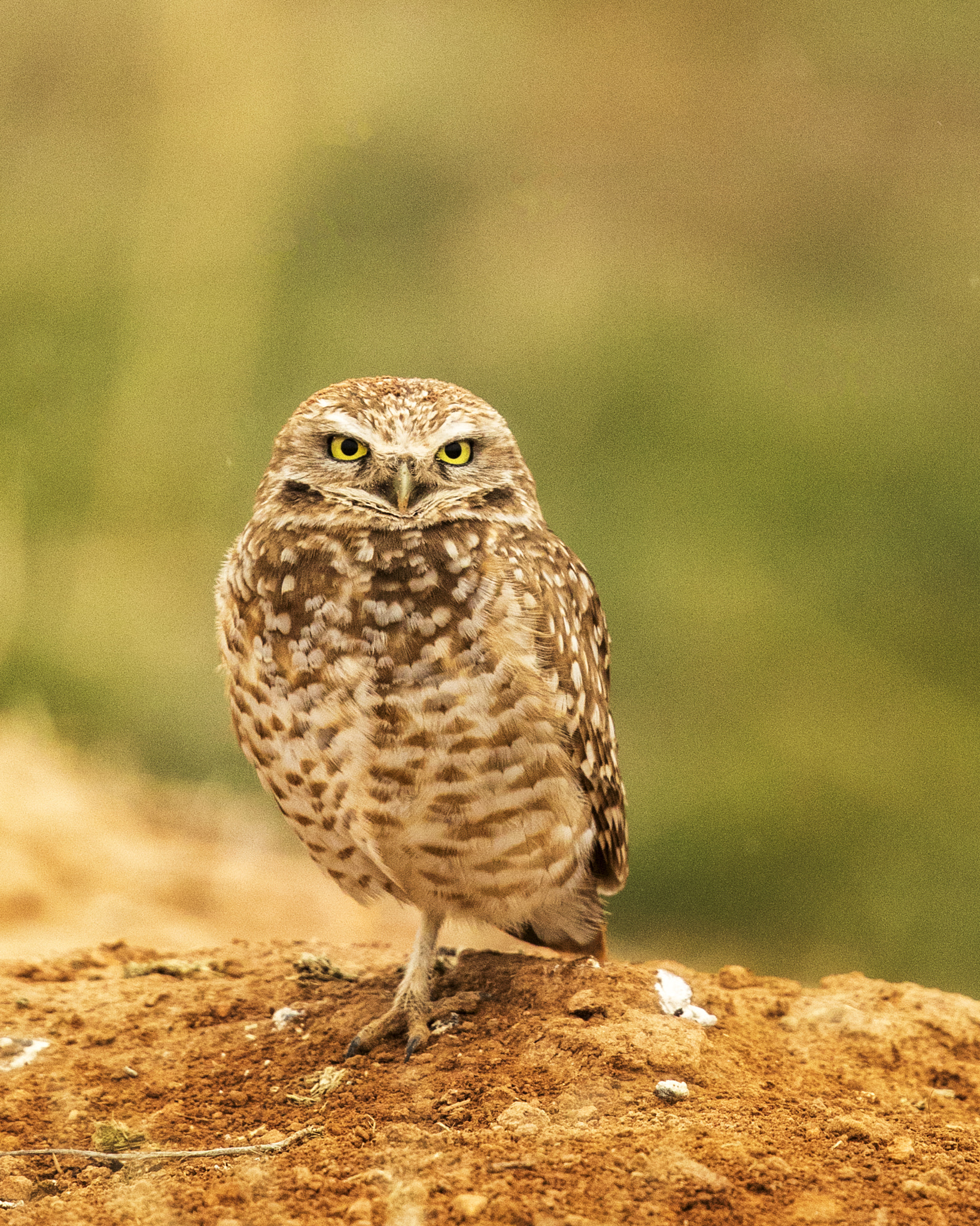 Canon EF 500mm F4L IS II USM sample photo. Edit photography