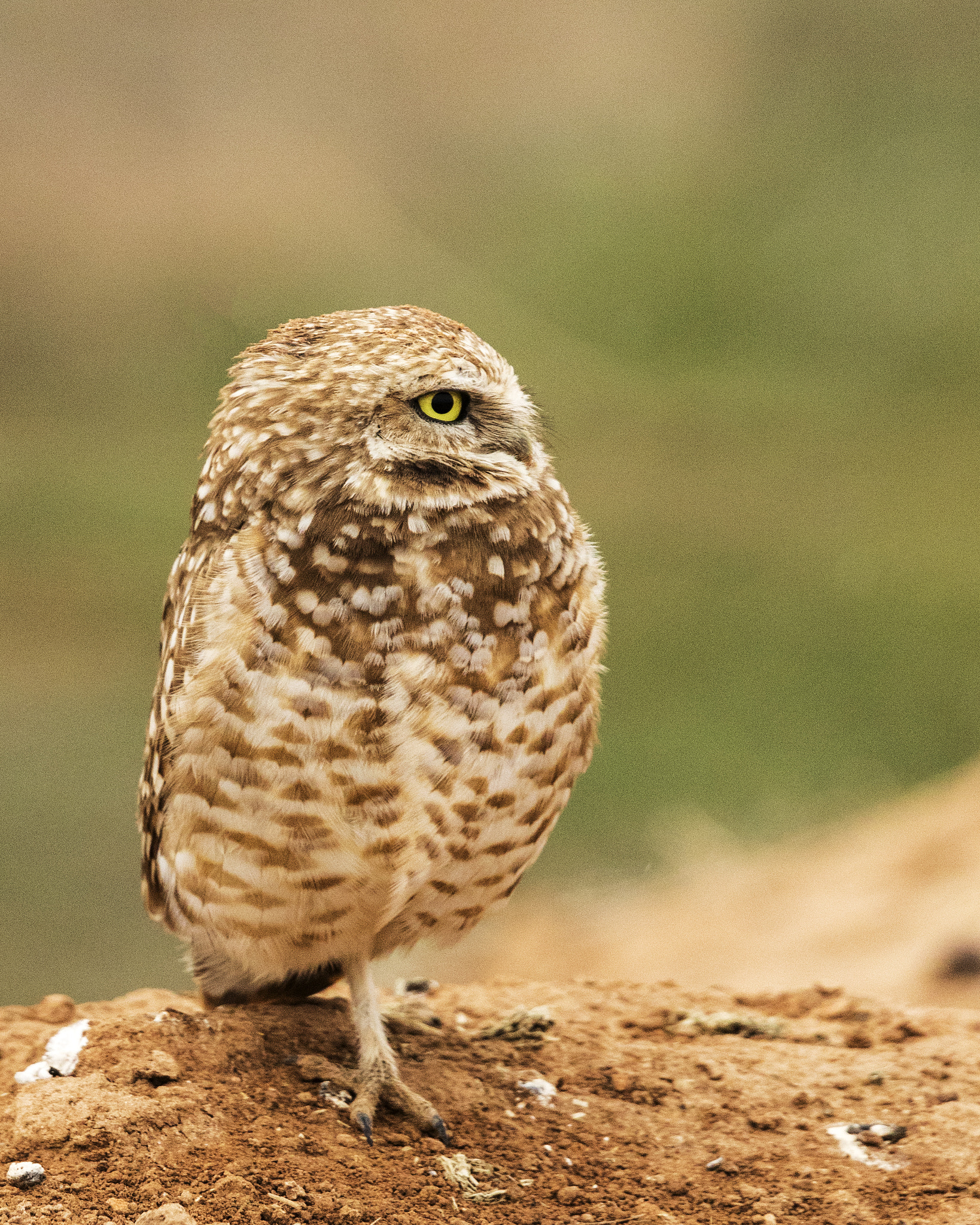 Canon EF 500mm F4L IS II USM sample photo. Edit photography