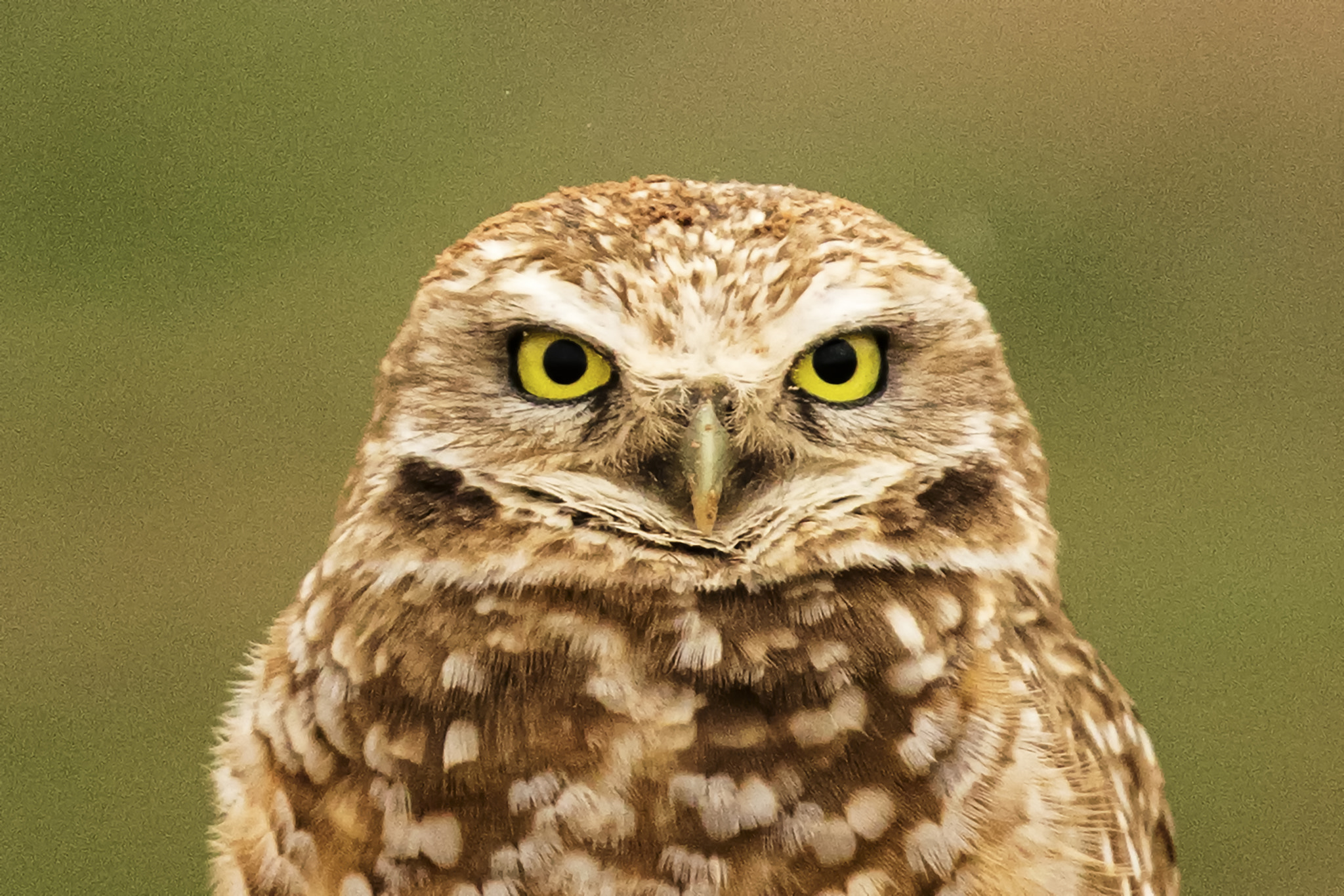 Canon EF 500mm F4L IS II USM sample photo. Edit edit photography