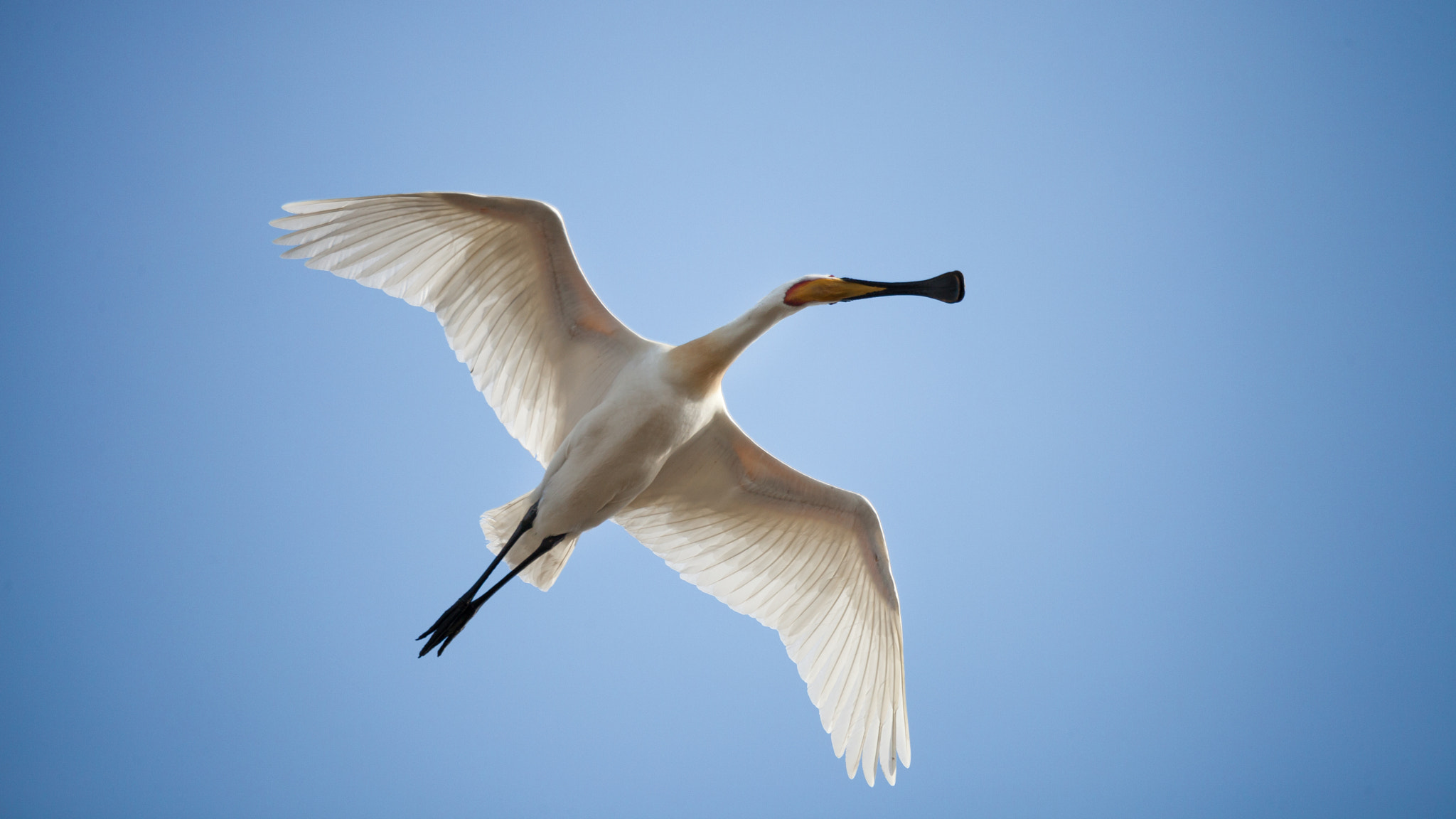 Canon EOS 5D Mark II + 150-600mm F5-6.3 DG OS HSM | Sports 014 sample photo. Spoonbill photography