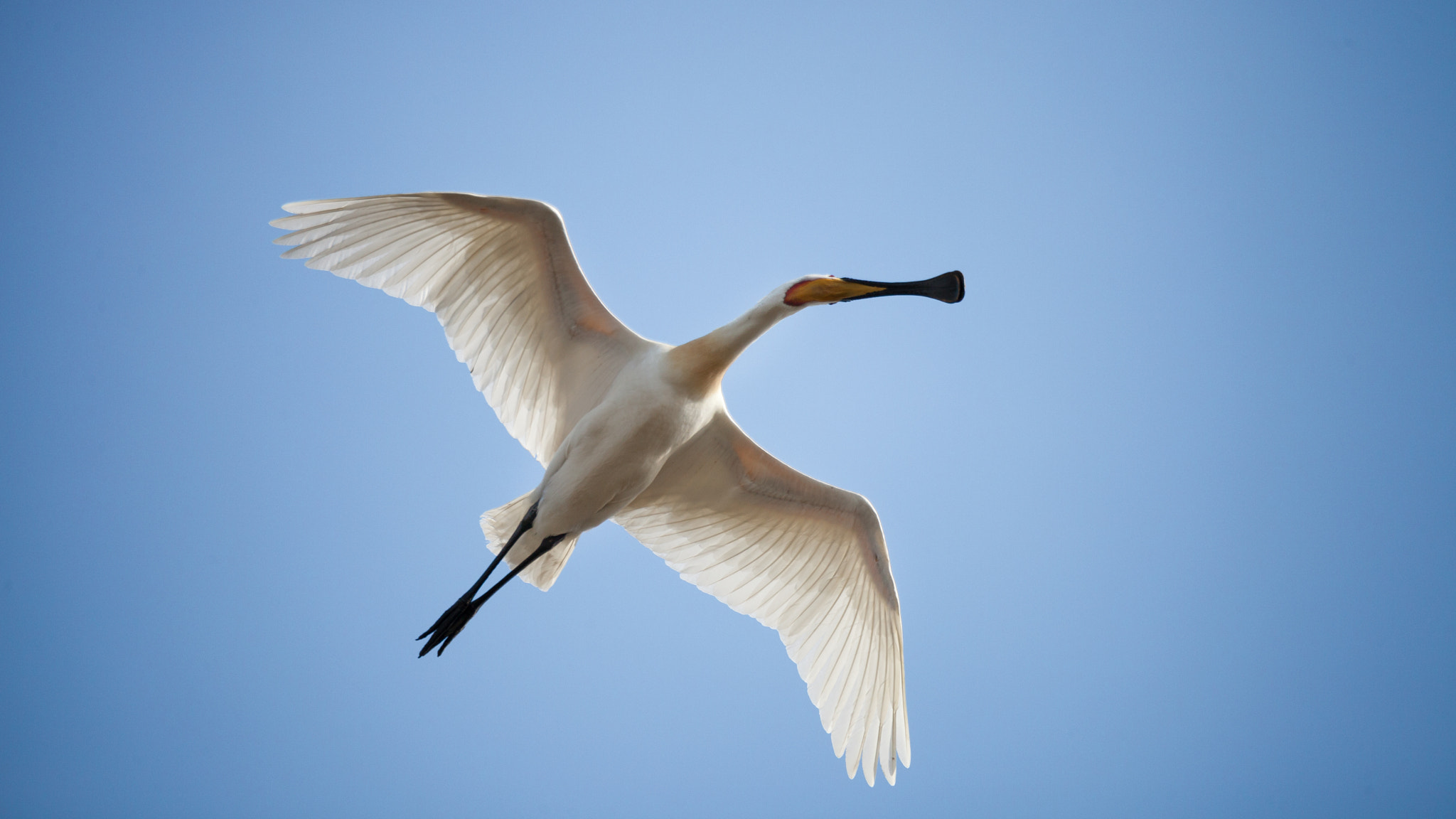 150-600mm F5-6.3 DG OS HSM | Sports 014 sample photo. Spoonbill photography