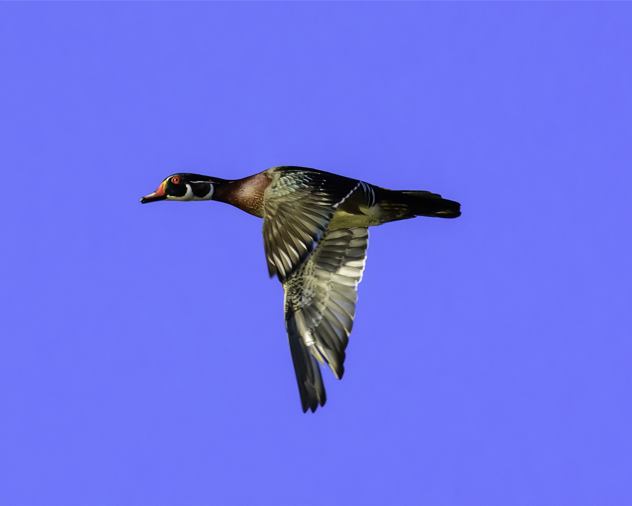 Nikon D750 sample photo. Male wood duck on the downdraft photography