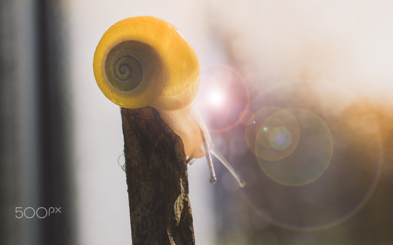Nikon AF-S DX Micro Nikkor 40mm F2.8 sample photo. One snail. photography