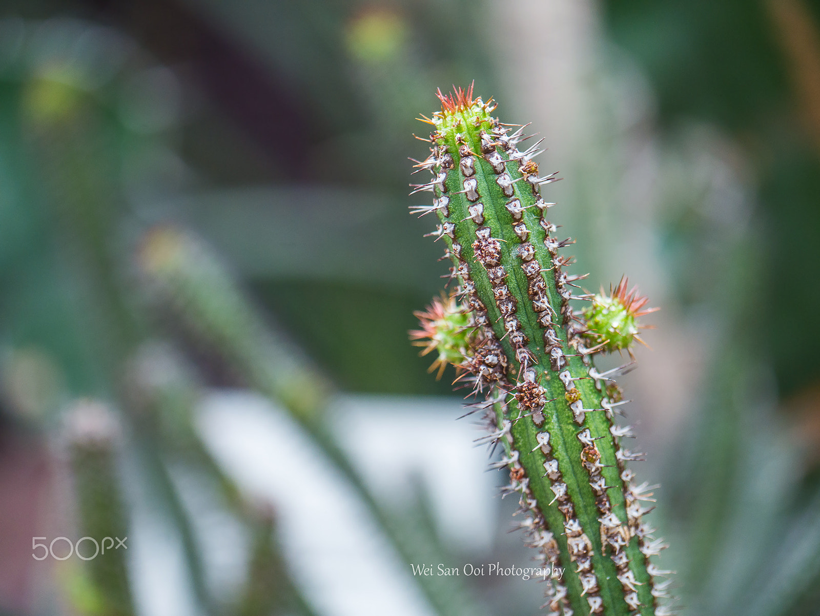 Panasonic Lumix DMC-GX7 sample photo. Cactus 01 photography