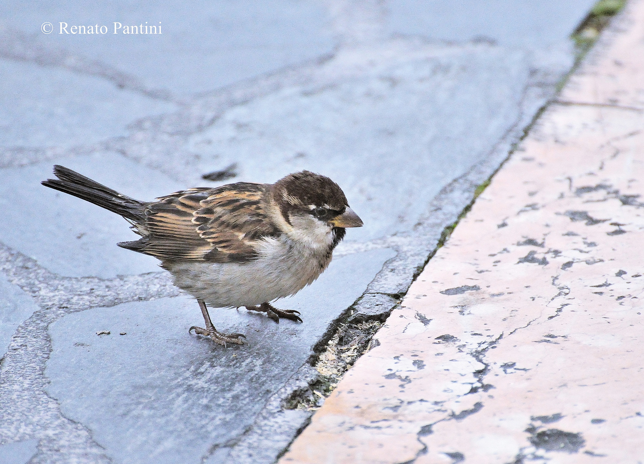 Nikon D5000 sample photo. "can i cross this line?" photography