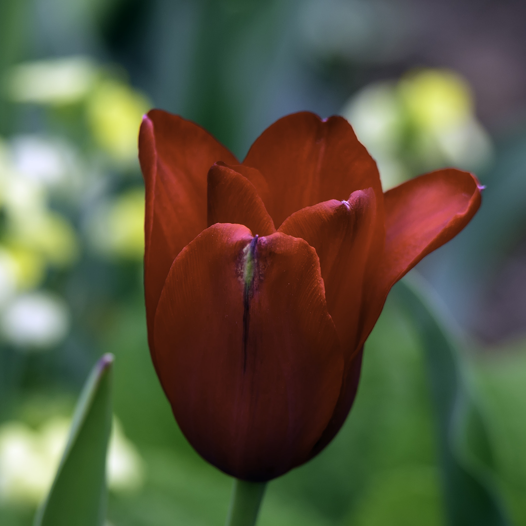 Nikon D750 + Sigma 50mm F2.8 EX DG Macro sample photo. Vivid red tulip photography