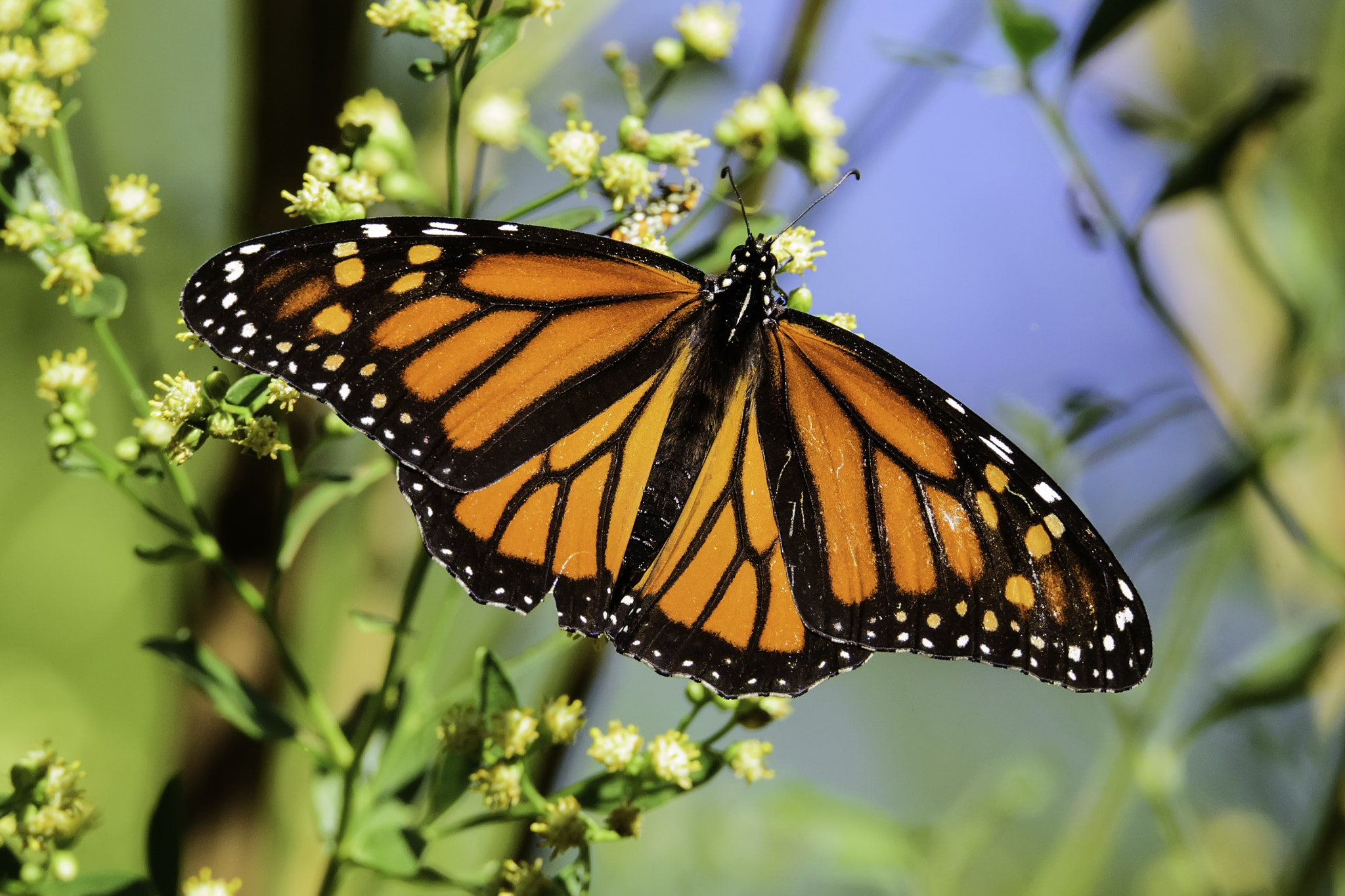 Nikon D750 sample photo. Lake juliette monarch butterfly photography