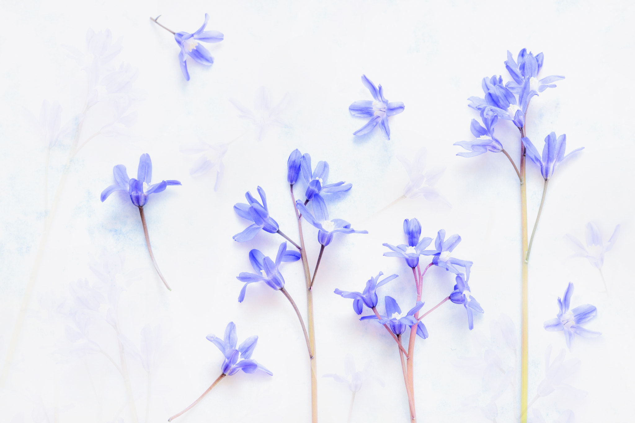 Nikon AF-S Micro-Nikkor 105mm F2.8G IF-ED VR sample photo. Love is blue. photography