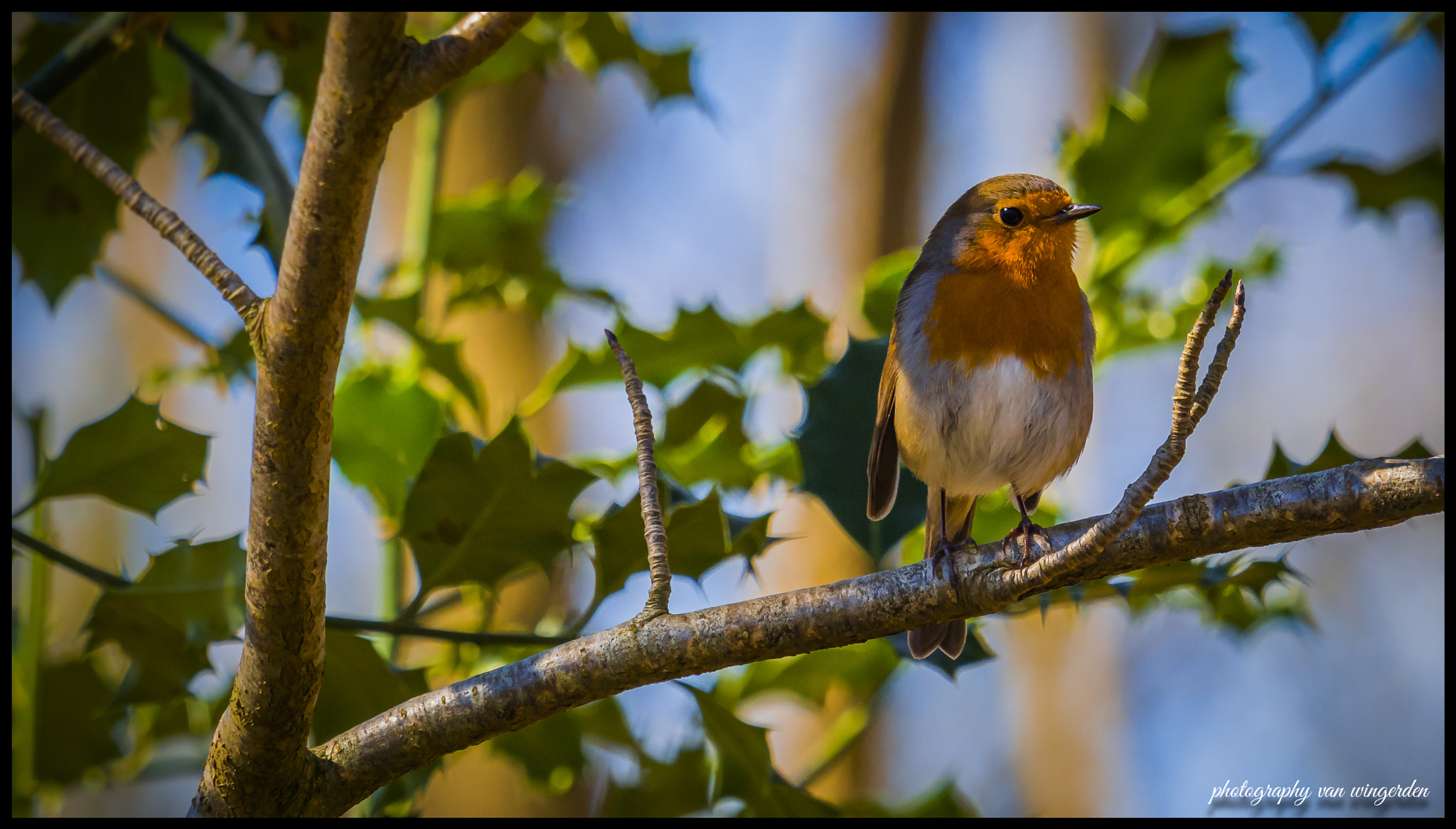 Olympus OM-D E-M1 Mark II sample photo. Erithacus rubecula photography