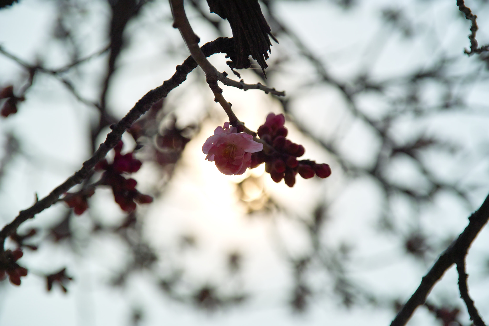 Sigma SD14 sample photo. Apricot in light photography