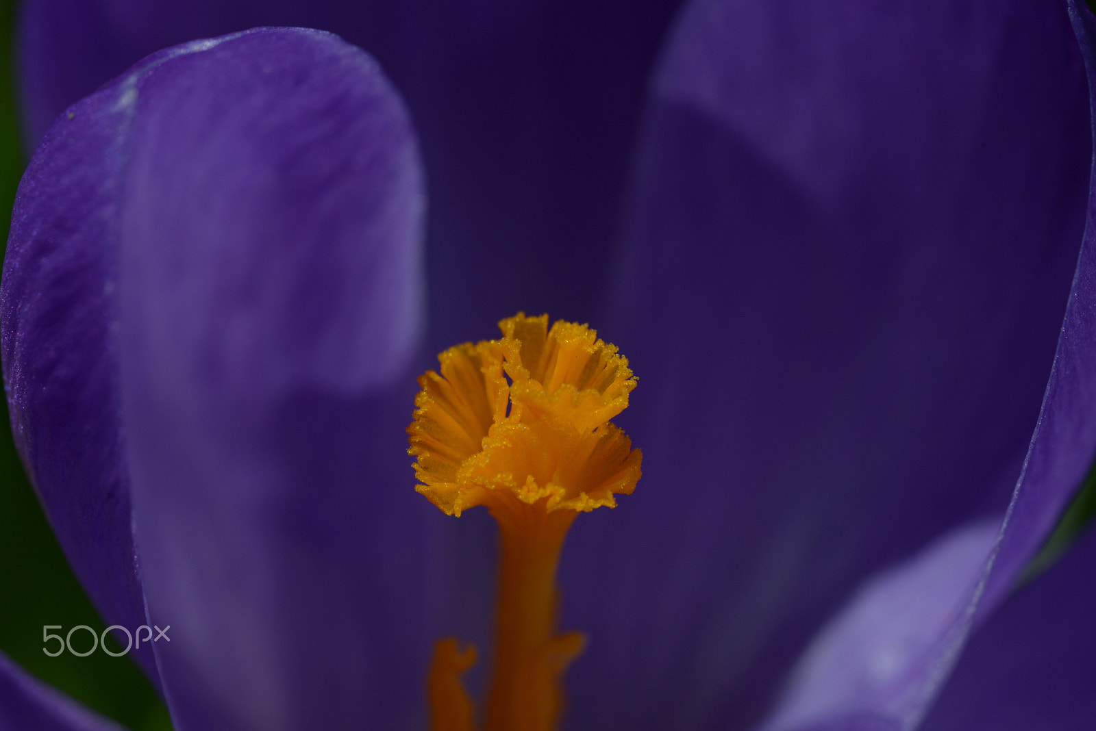 Nikon D800 + Sigma 150mm F2.8 EX DG OS Macro HSM sample photo. Krokus photography