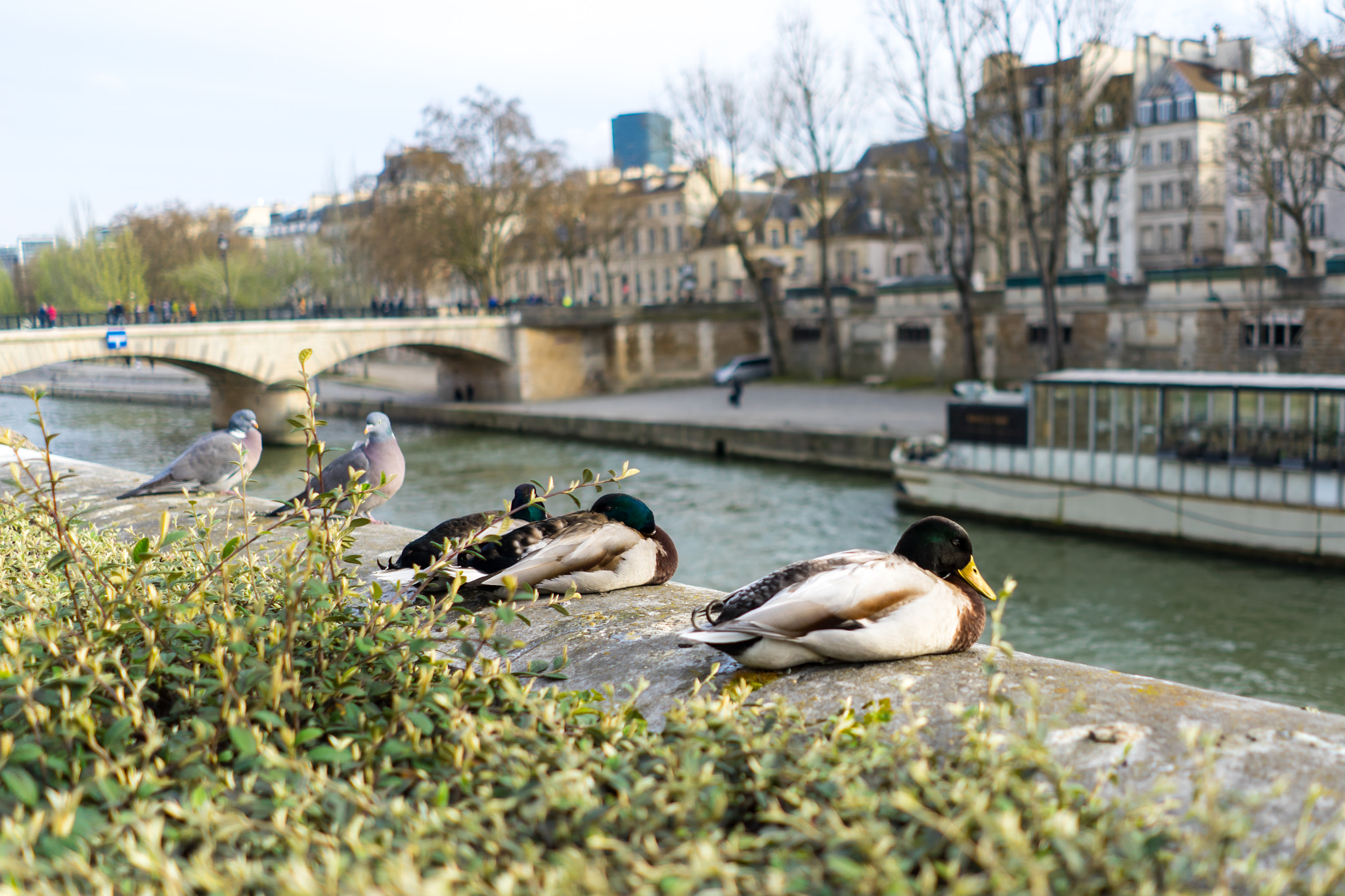 Sony FE 28mm F2 sample photo. Paris, france photography