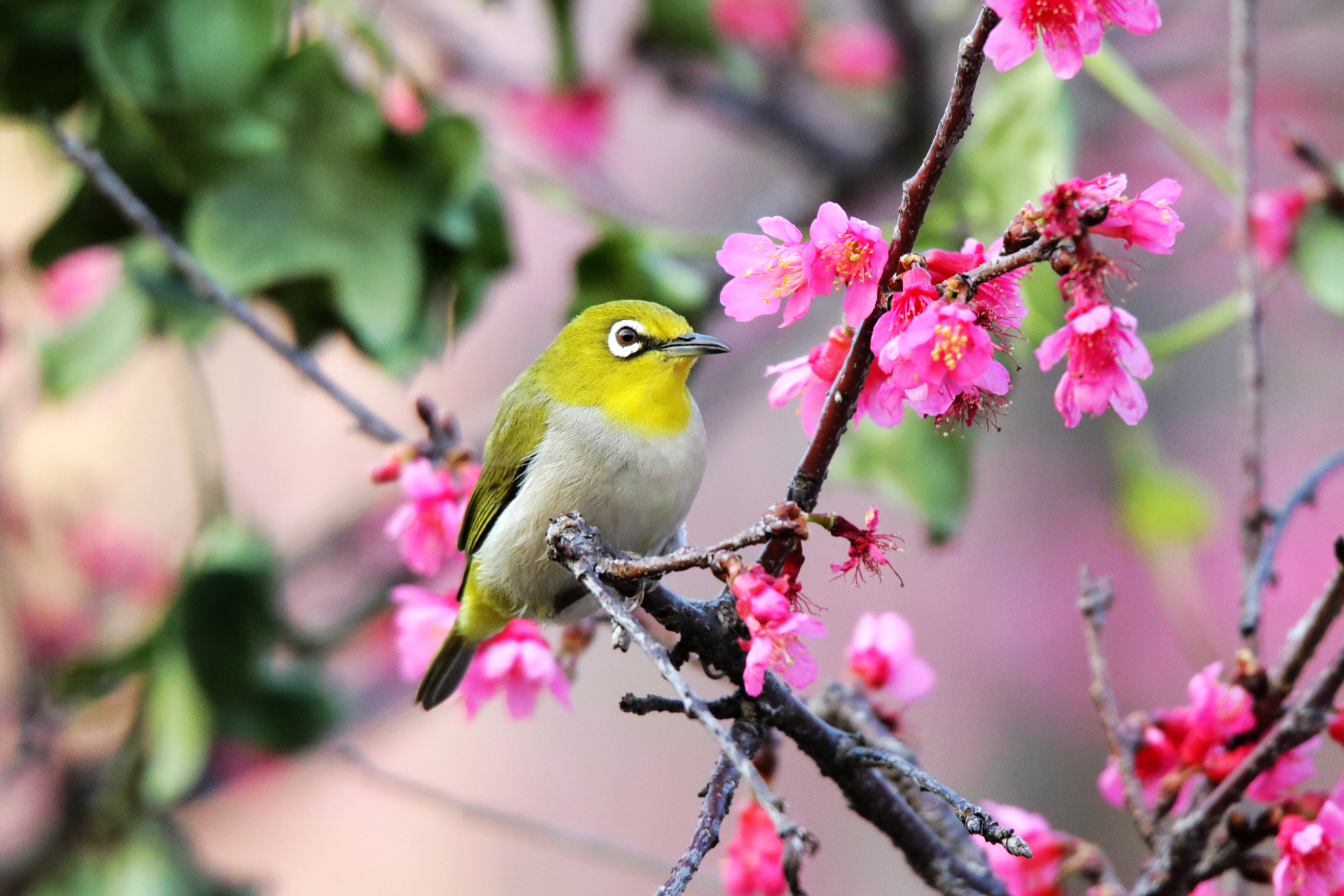 Tamron SP 150-600mm F5-6.3 Di VC USD sample photo. 鳥與花 photography