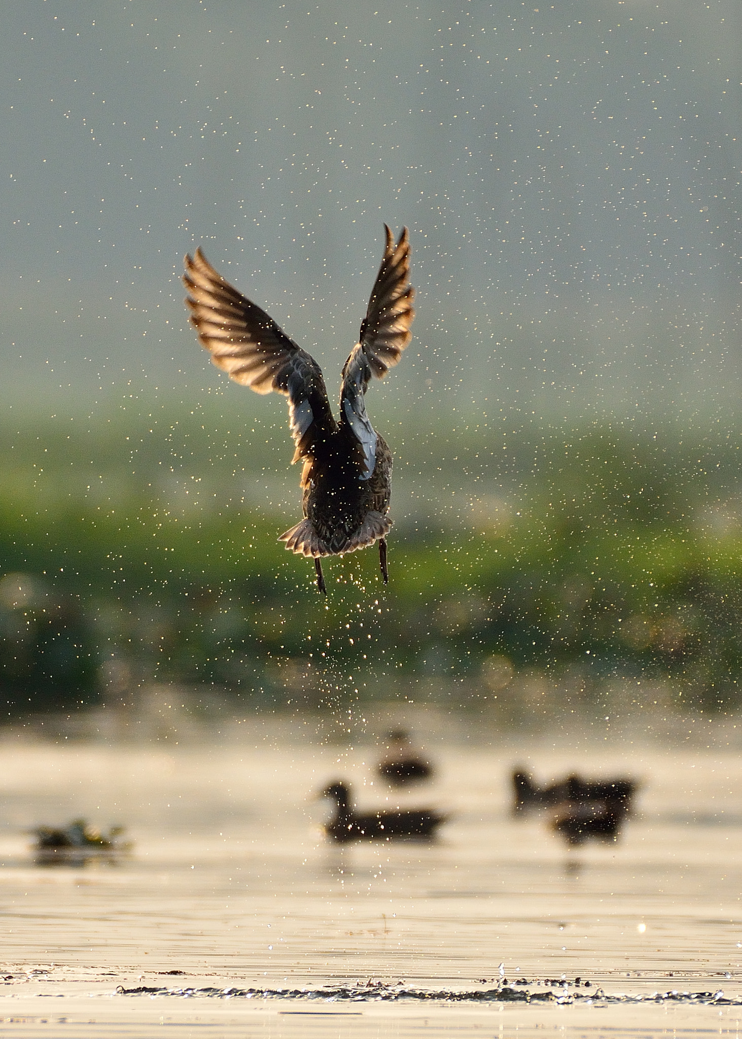 Nikon AF-S Nikkor 200-500mm F5.6E ED VR sample photo. Ambience photography