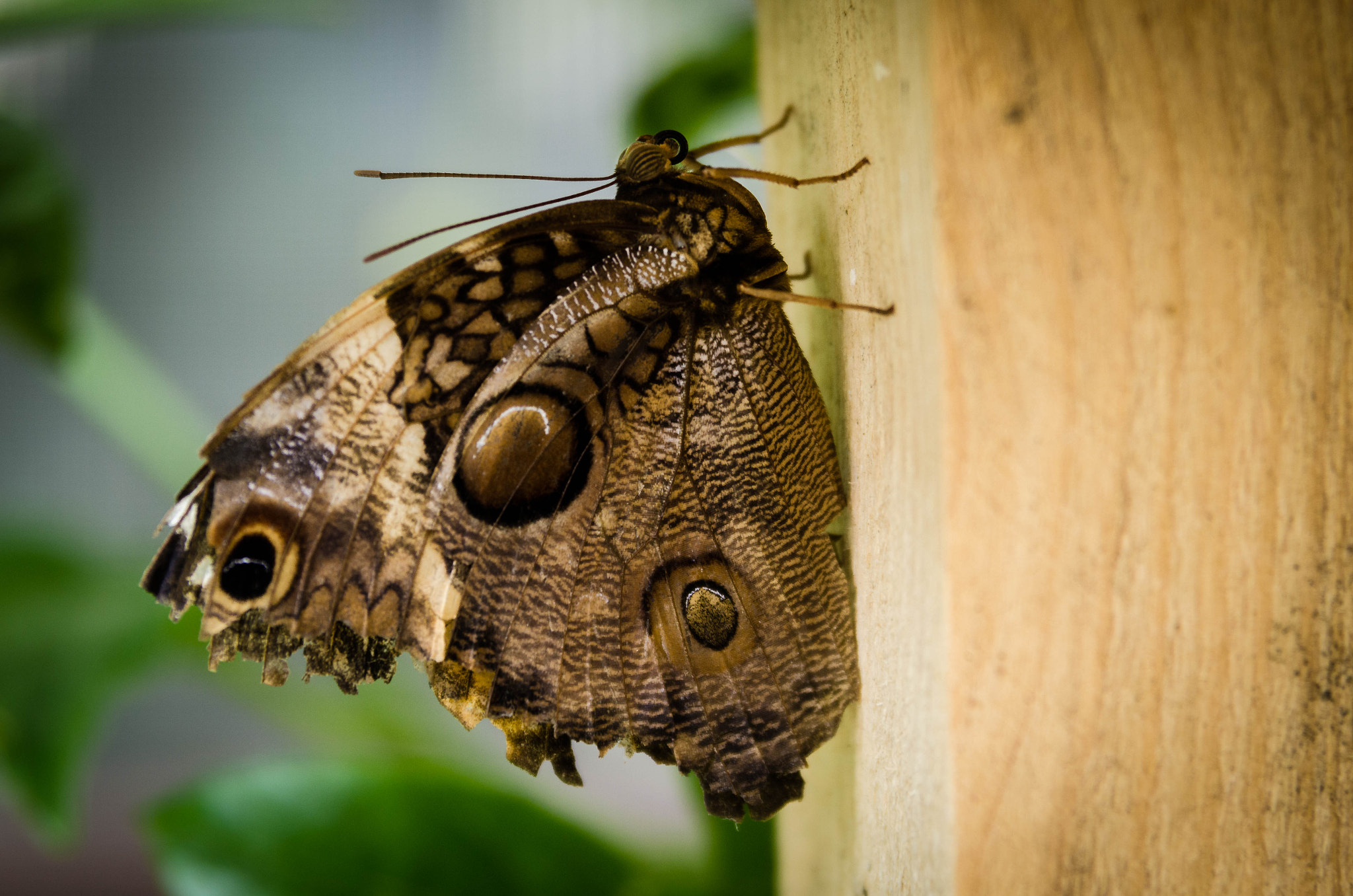 Nikon AF Nikkor 24-85mm F2.8-4D IF sample photo. Butterfly photography