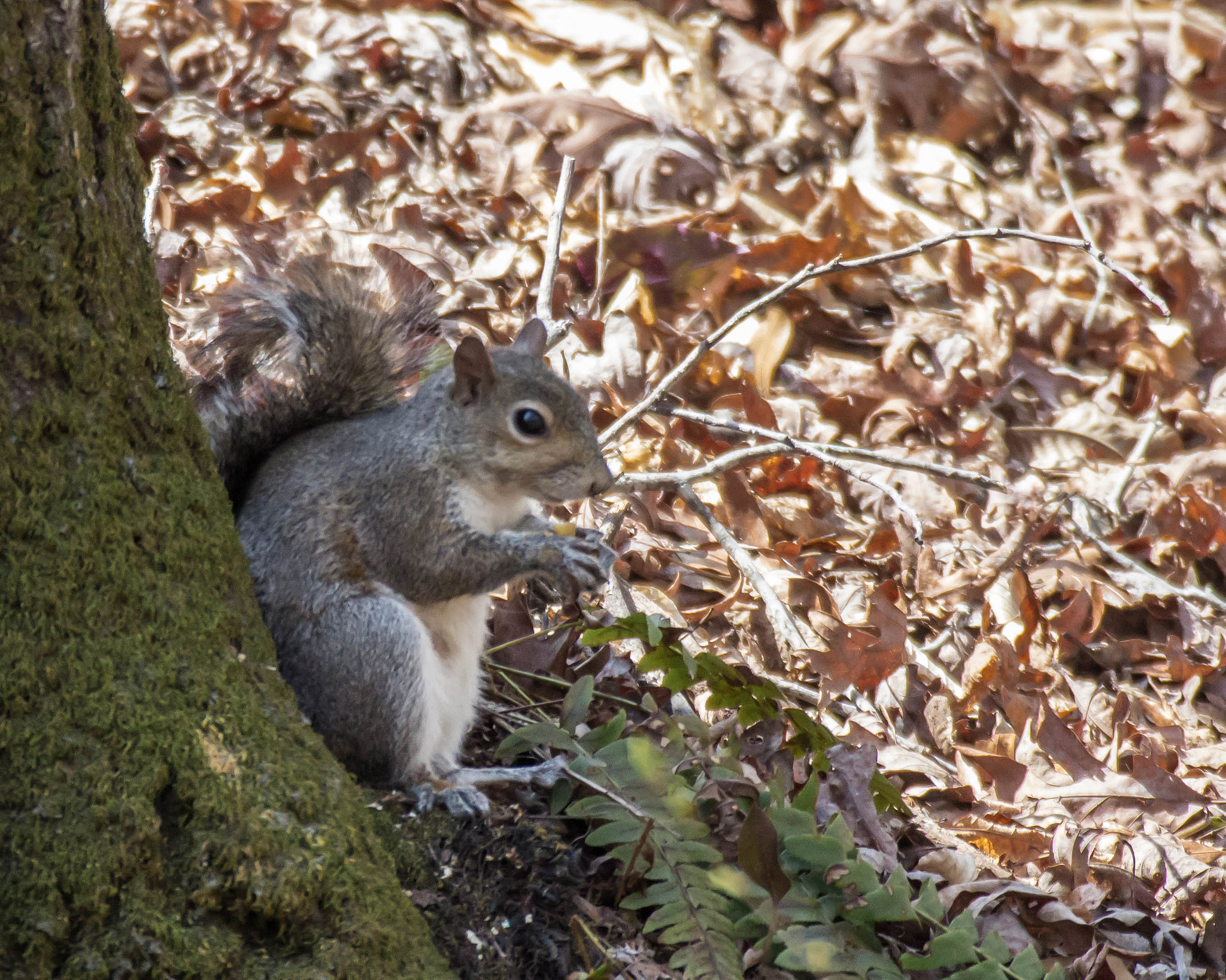 Canon EOS 600D (Rebel EOS T3i / EOS Kiss X5) + Canon EF 100-400mm F4.5-5.6L IS USM sample photo. He was sitting there eating an acorn just off of the trail i was hiking. photography