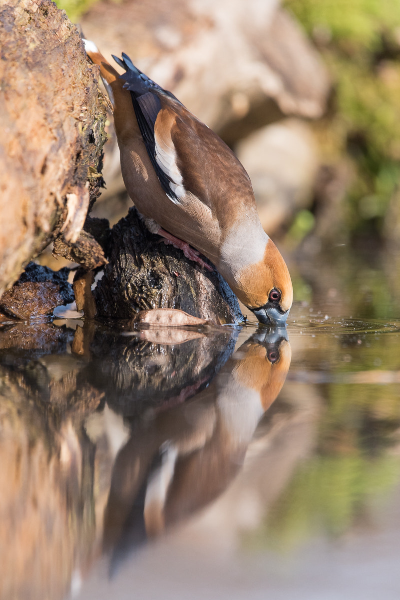 Nikon D750 + Sigma 150-600mm F5-6.3 DG OS HSM | C sample photo. Thirsty photography