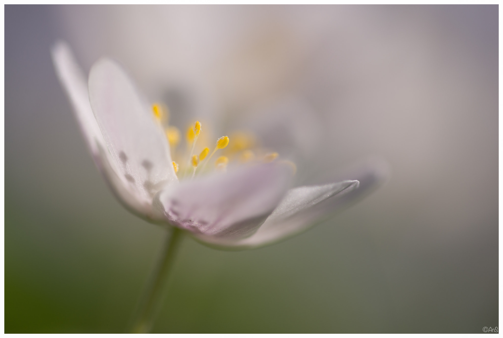 Sigma 105mm F2.8 EX DG OS HSM sample photo. Anemone photography