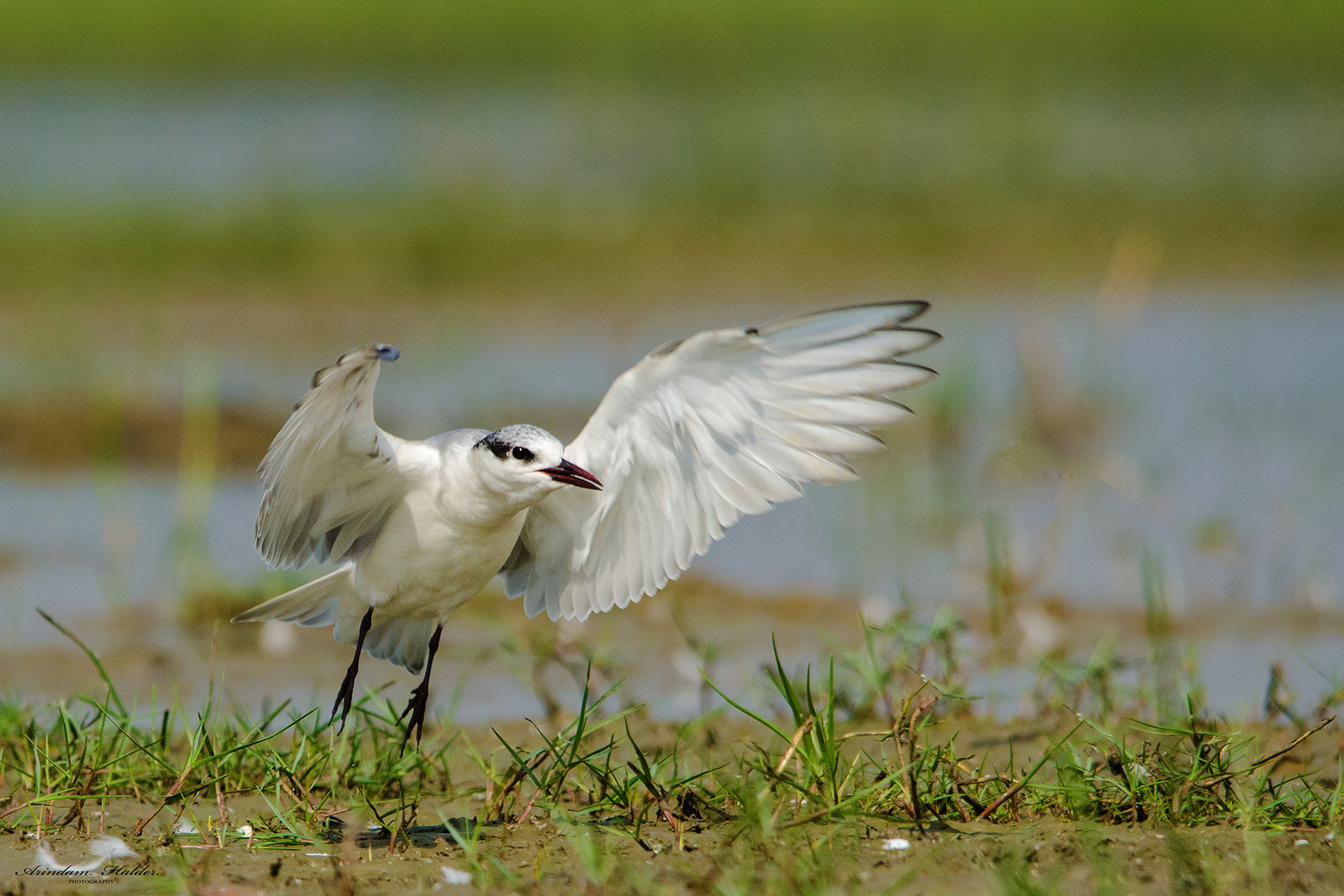 Nikon D7000 sample photo. Whiskered tern. photography