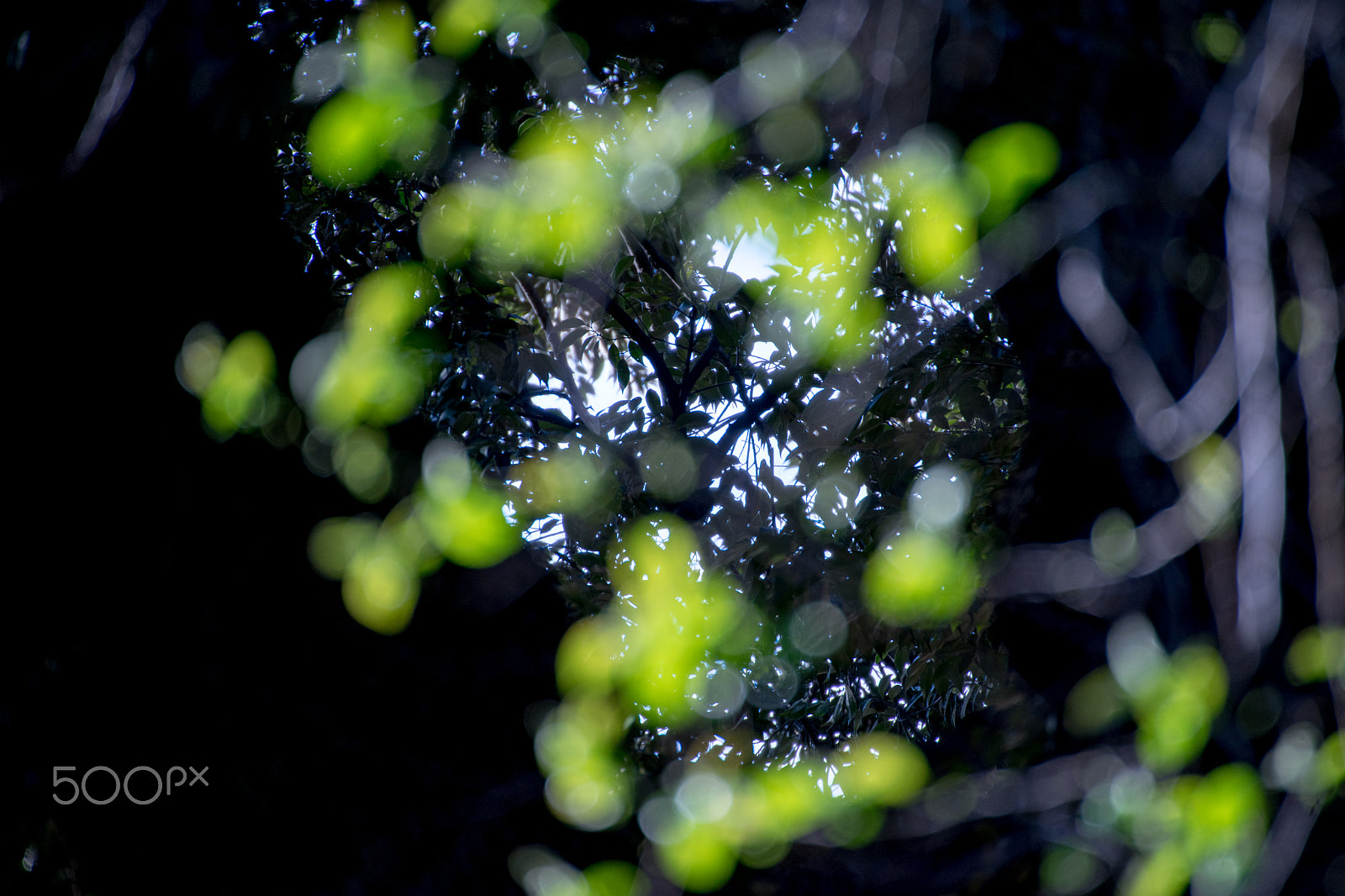 Sony a7 + Sony DT 50mm F1.8 SAM sample photo. Trees' lights 3 photography