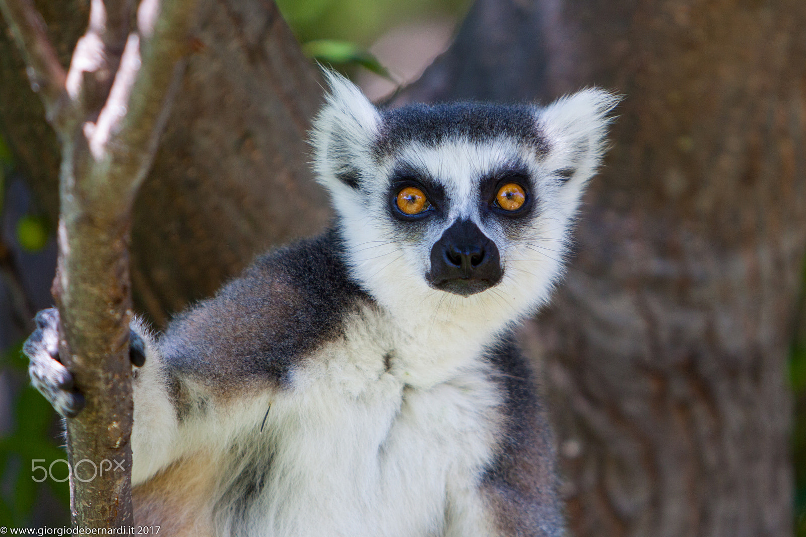 Canon EOS 50D + Canon EF 70-200mm F2.8L IS USM sample photo. Lemur photography