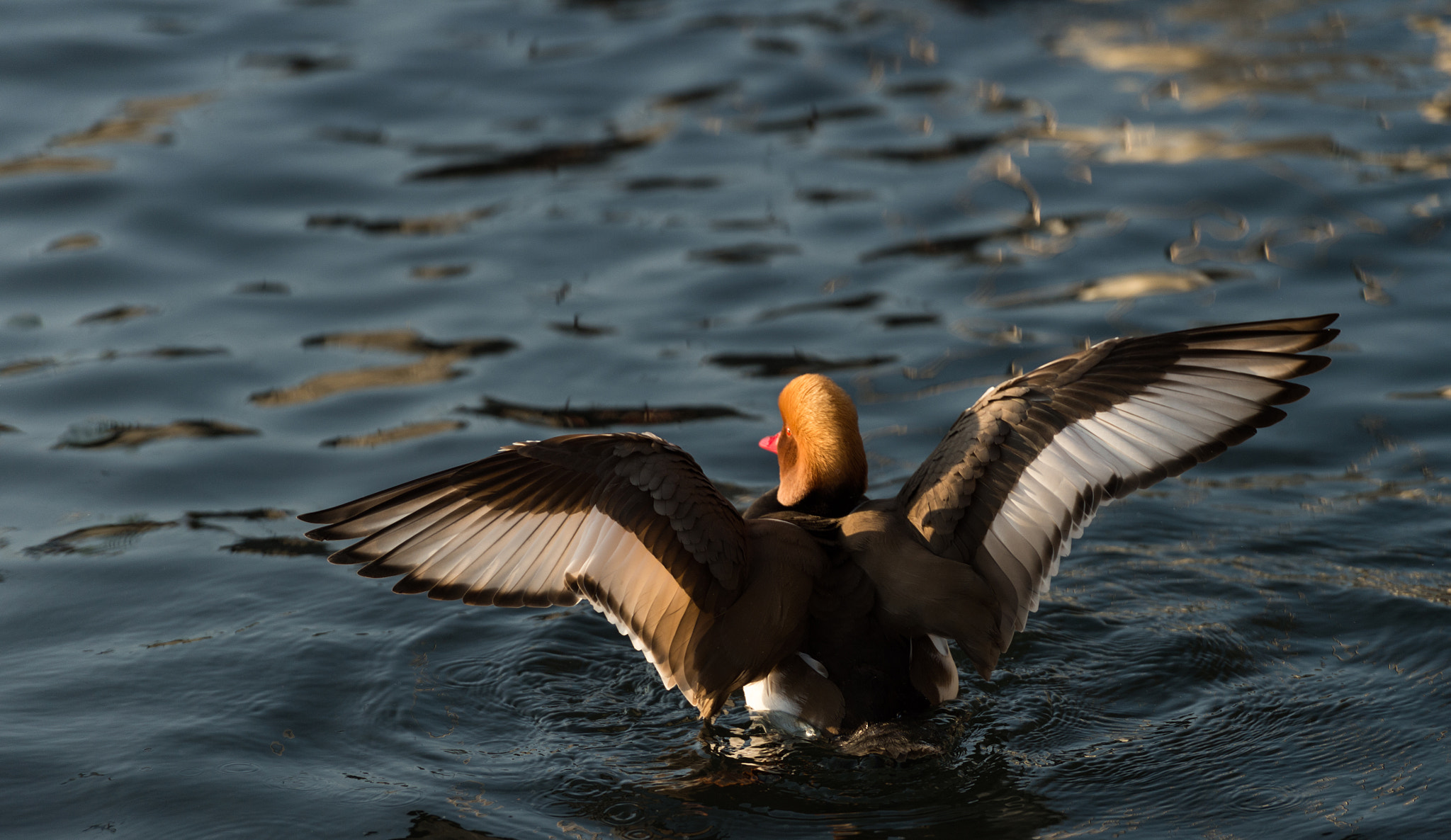 Nikon AF-S Nikkor 70-200mm F2.8G ED VR II sample photo. Stretching. photography