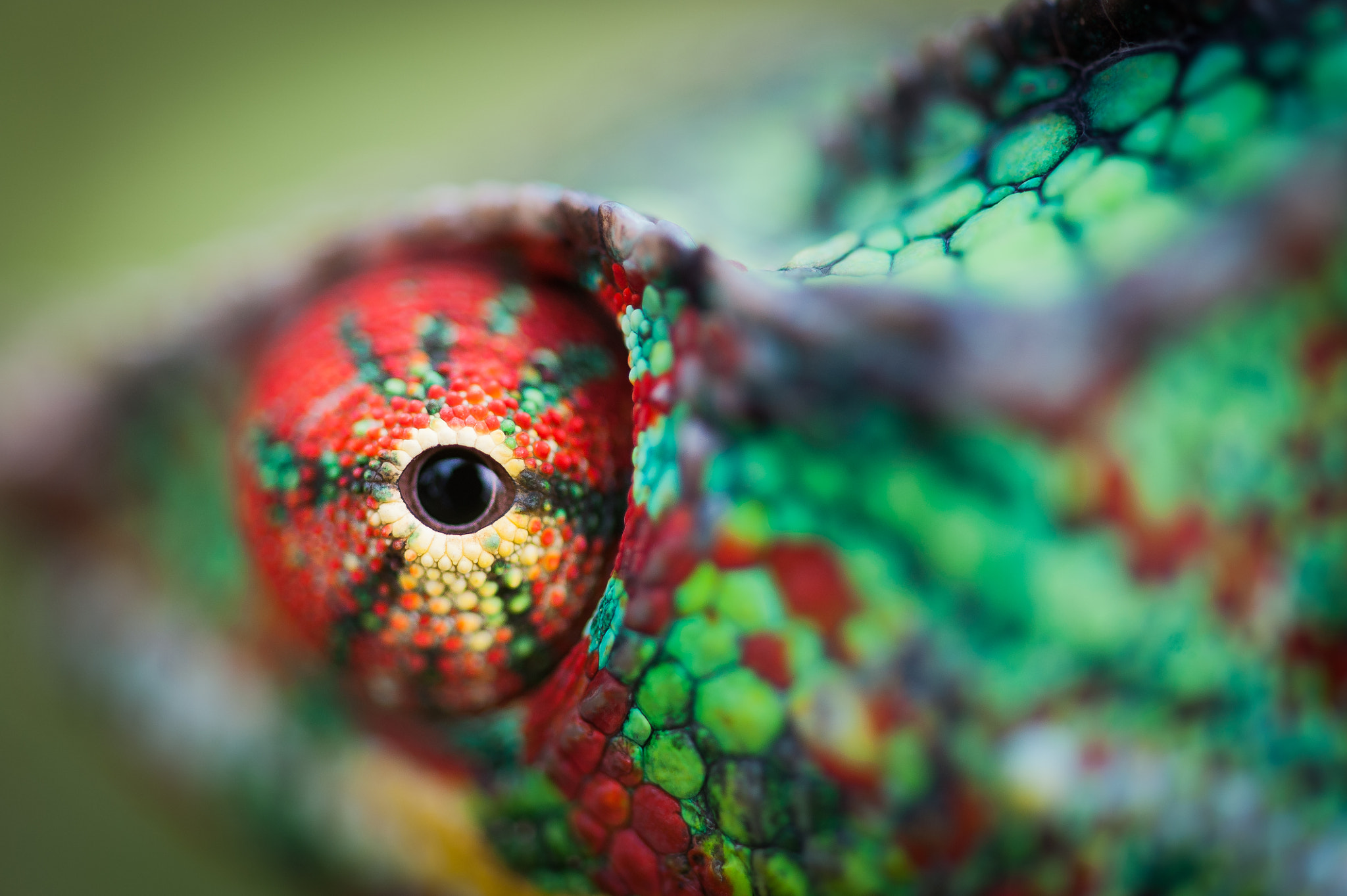 Nikon AF-S Micro-Nikkor 105mm F2.8G IF-ED VR sample photo. Chameleon in nosy be island photography