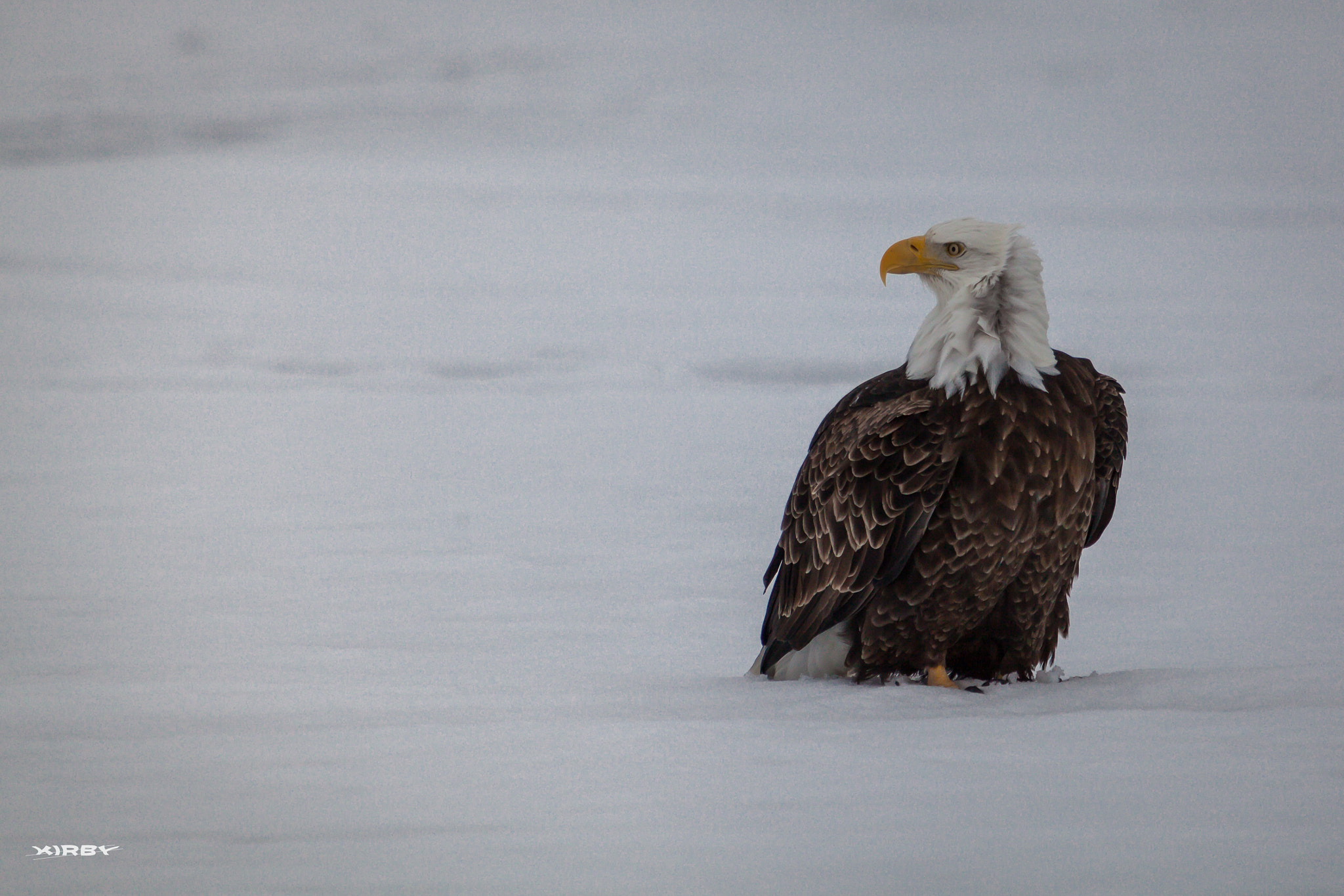 Canon EOS 5D Mark II + Canon EF 70-200mm F2.8L USM sample photo. Blowing in the wind photography