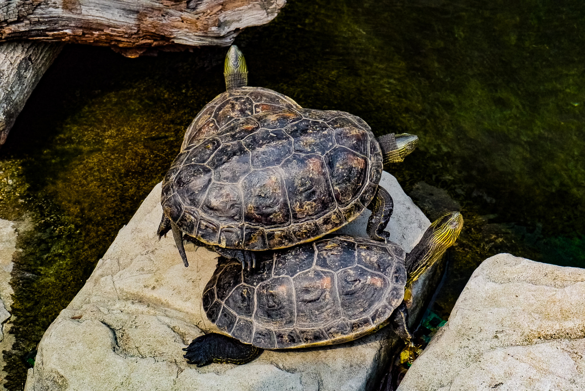 Panasonic Lumix DMC-G3 sample photo. Turtle pyramid photography