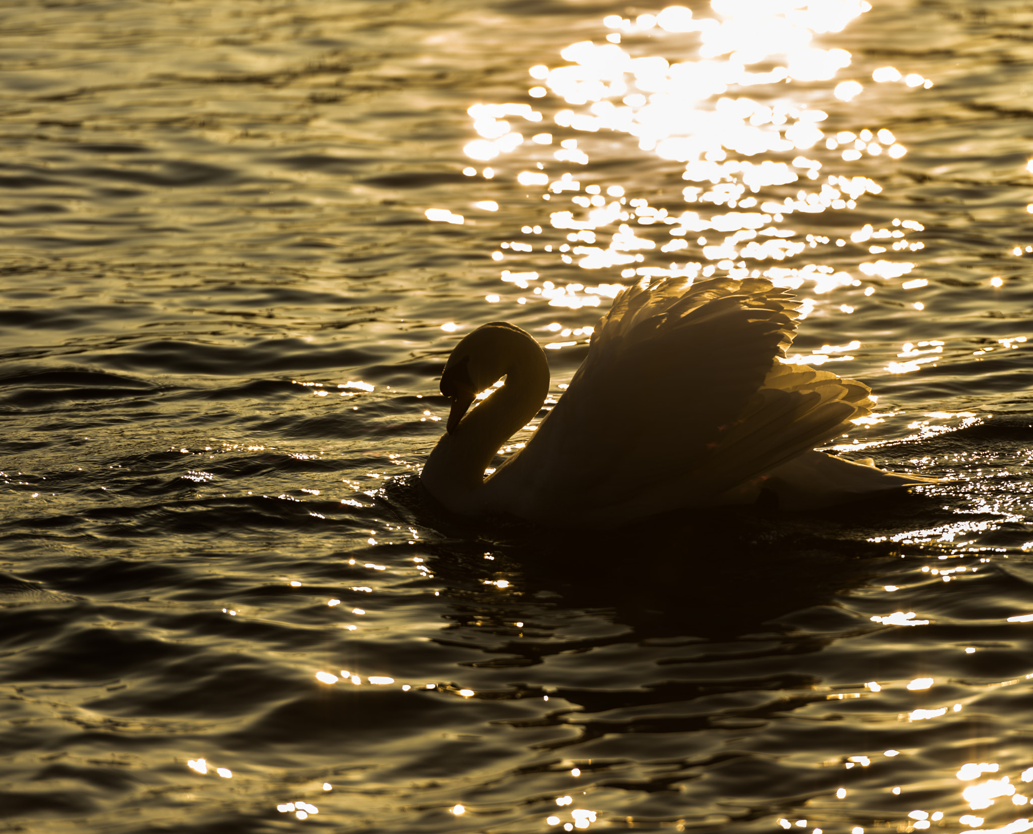 Nikon AF-S Nikkor 70-200mm F2.8G ED VR II sample photo. Swan photography