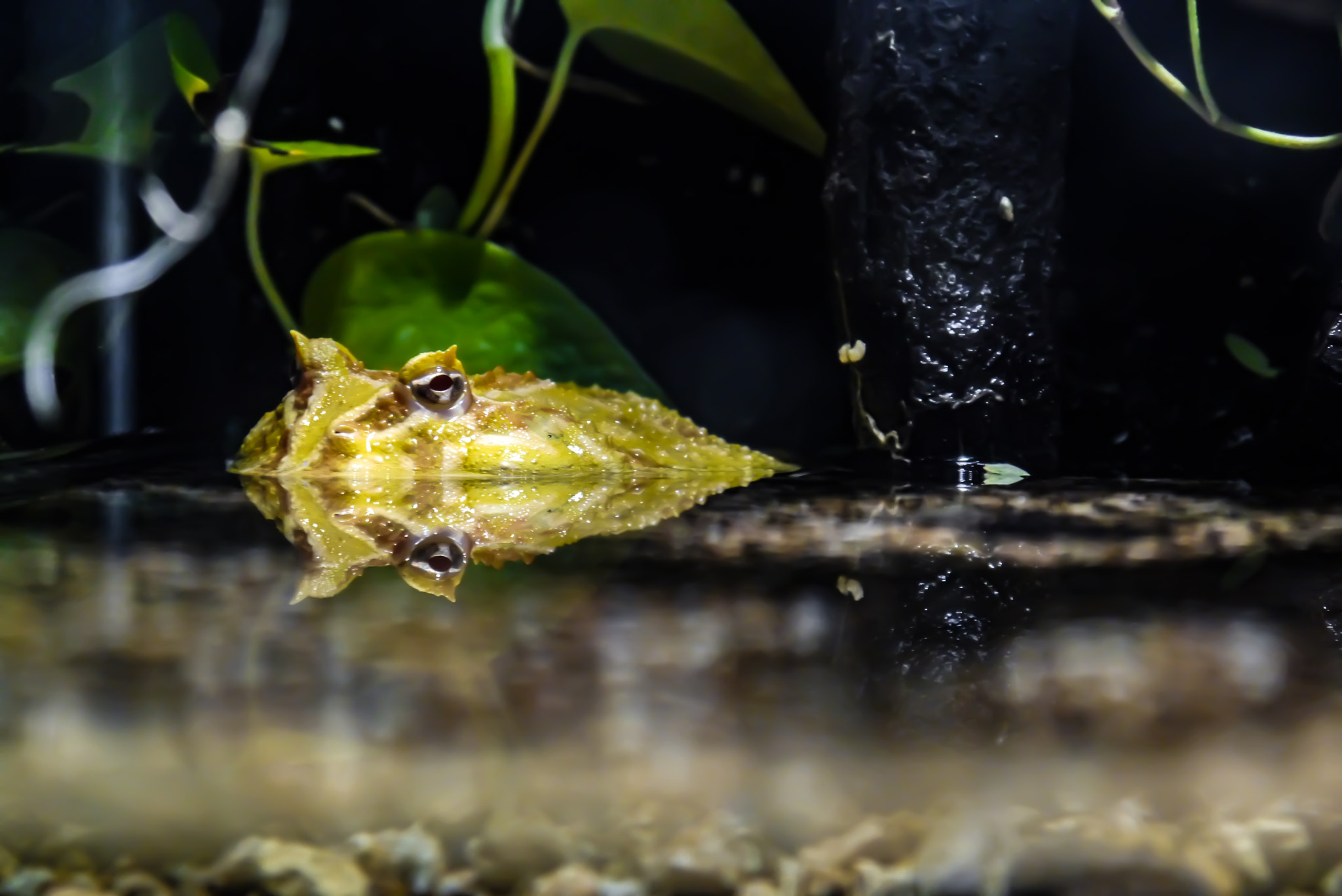Panasonic Lumix DMC-G3 sample photo. Frog reflection photography