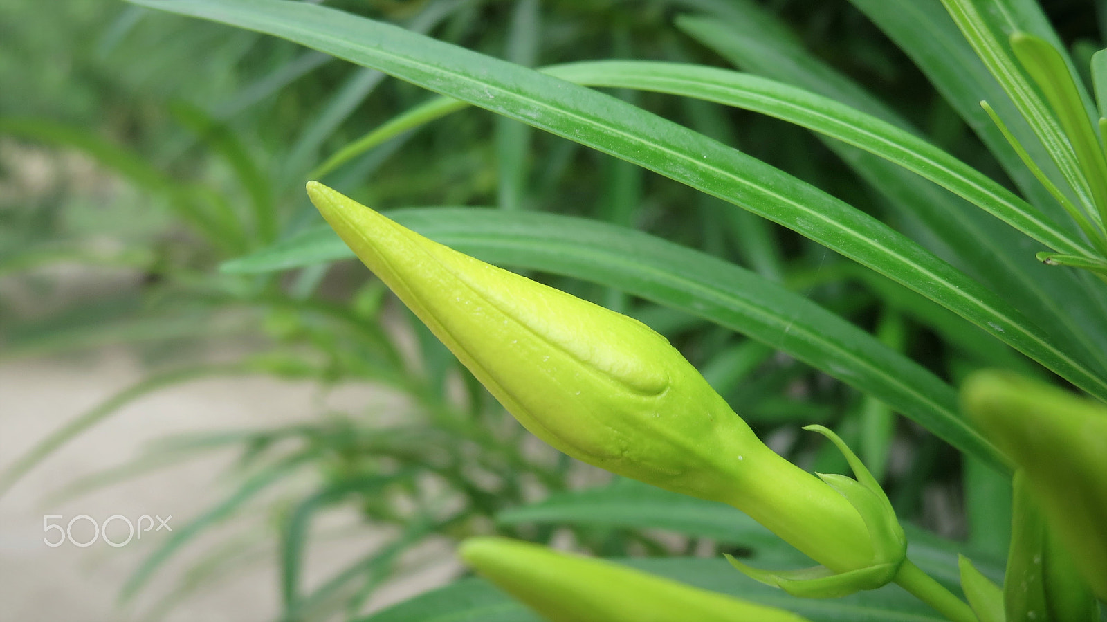 Canon PowerShot ELPH 330 HS (IXUS 255 HS / IXY 610F) sample photo. The yellow bud photography