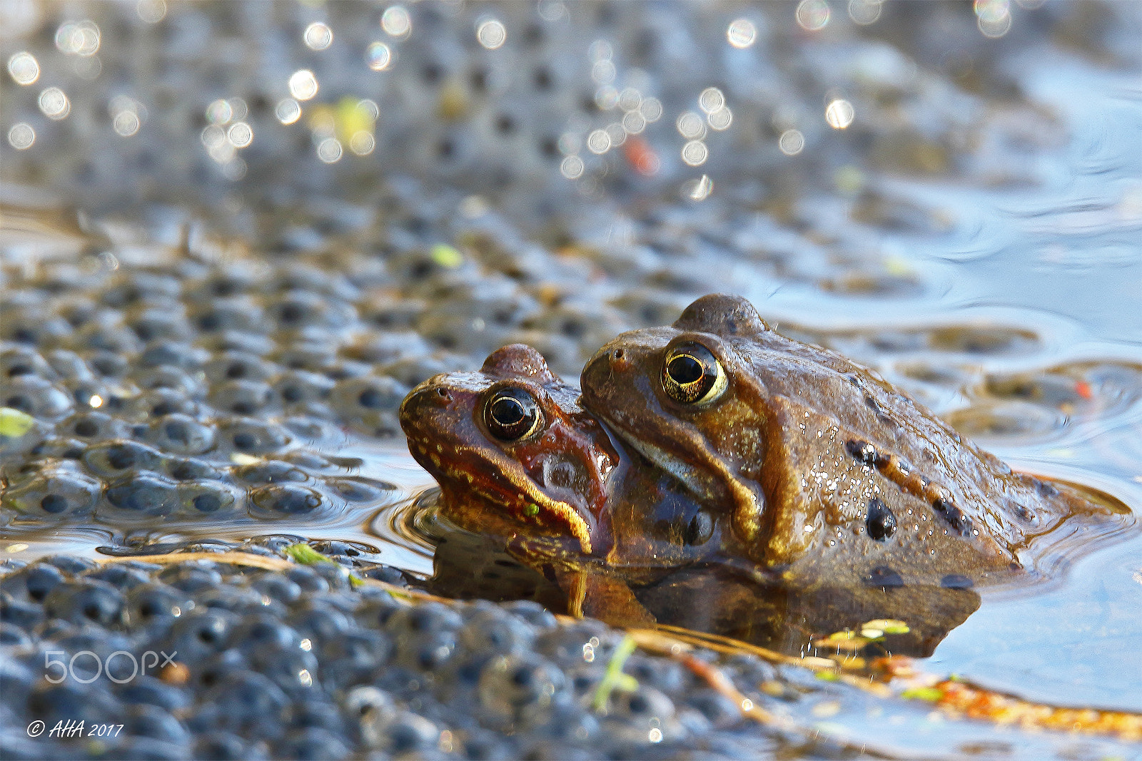 150-600mm F5-6.3 DG OS HSM | Sports 014 sample photo. Happy frogs photography