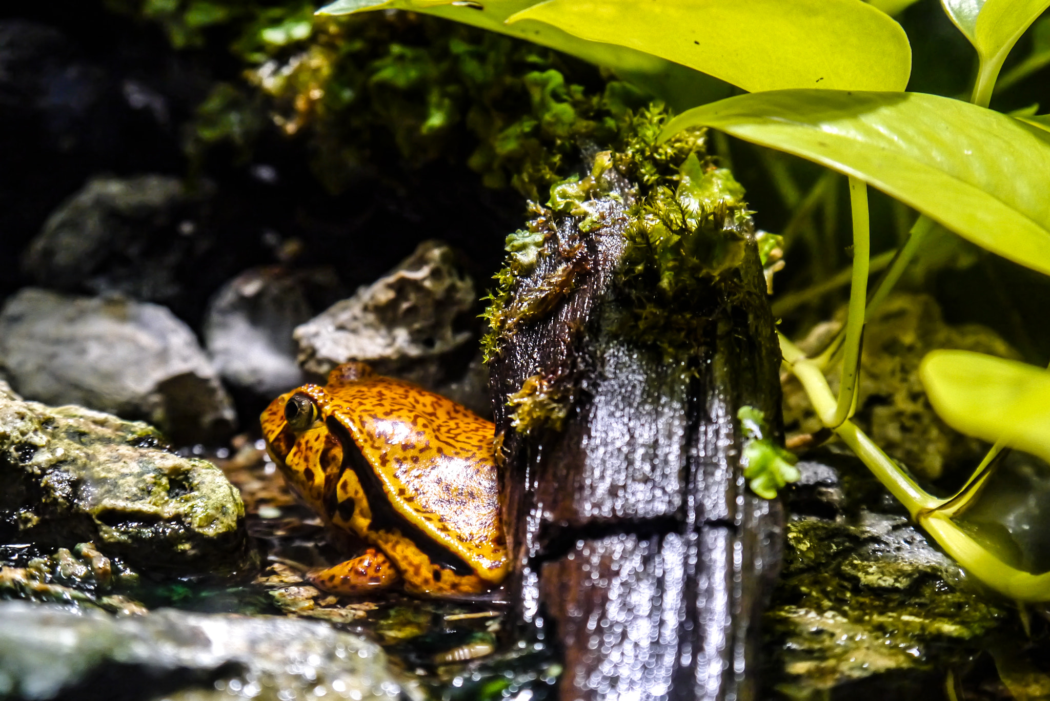Panasonic Lumix DMC-G3 sample photo. Hiding frog photography