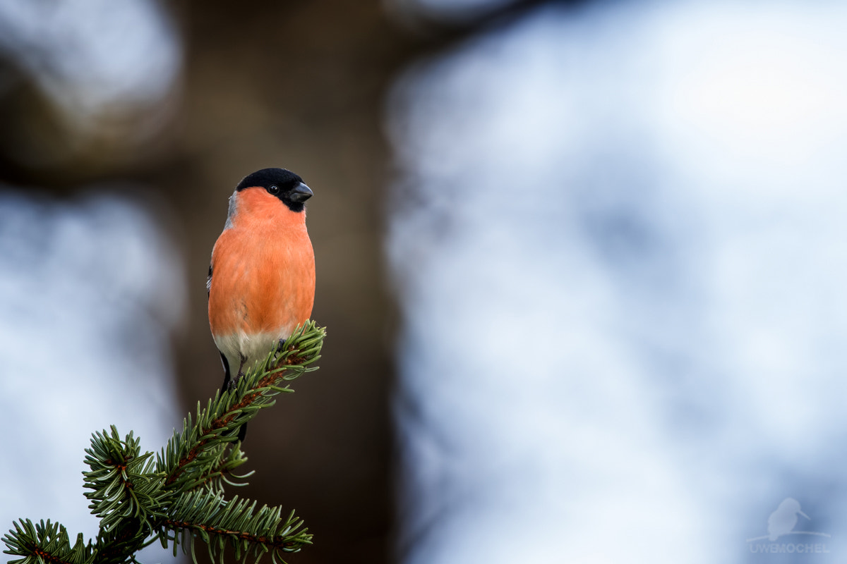 Canon EOS-1D X Mark II + Canon EF 200-400mm F4L IS USM Extender 1.4x sample photo. Gimpel (pyrrhula pyrrhula)  - dompfaff - blutfink photography