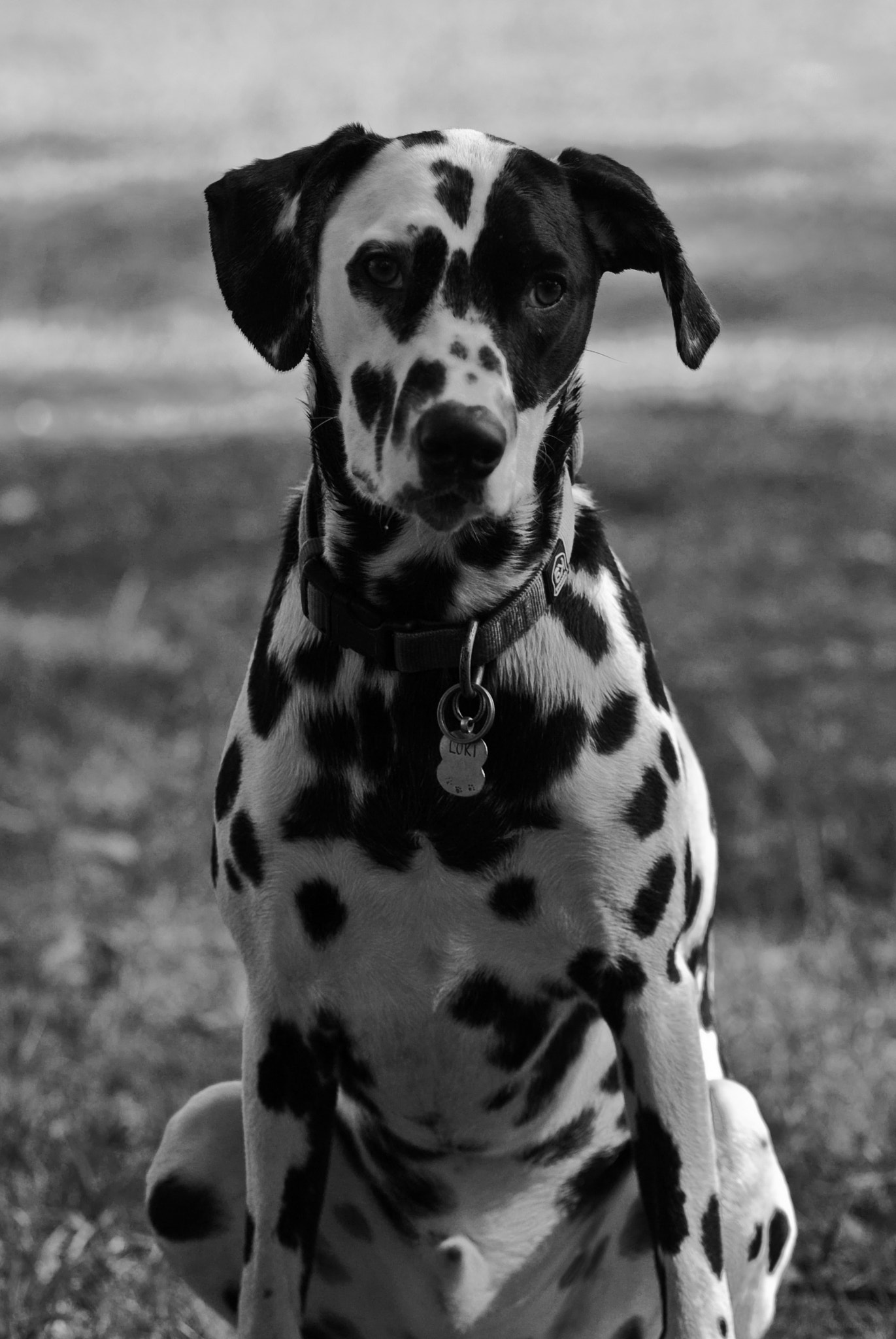 Pentax K200D + Tamron SP AF 90mm F2.8 Di Macro sample photo. Loki's birthday (b&w) photography