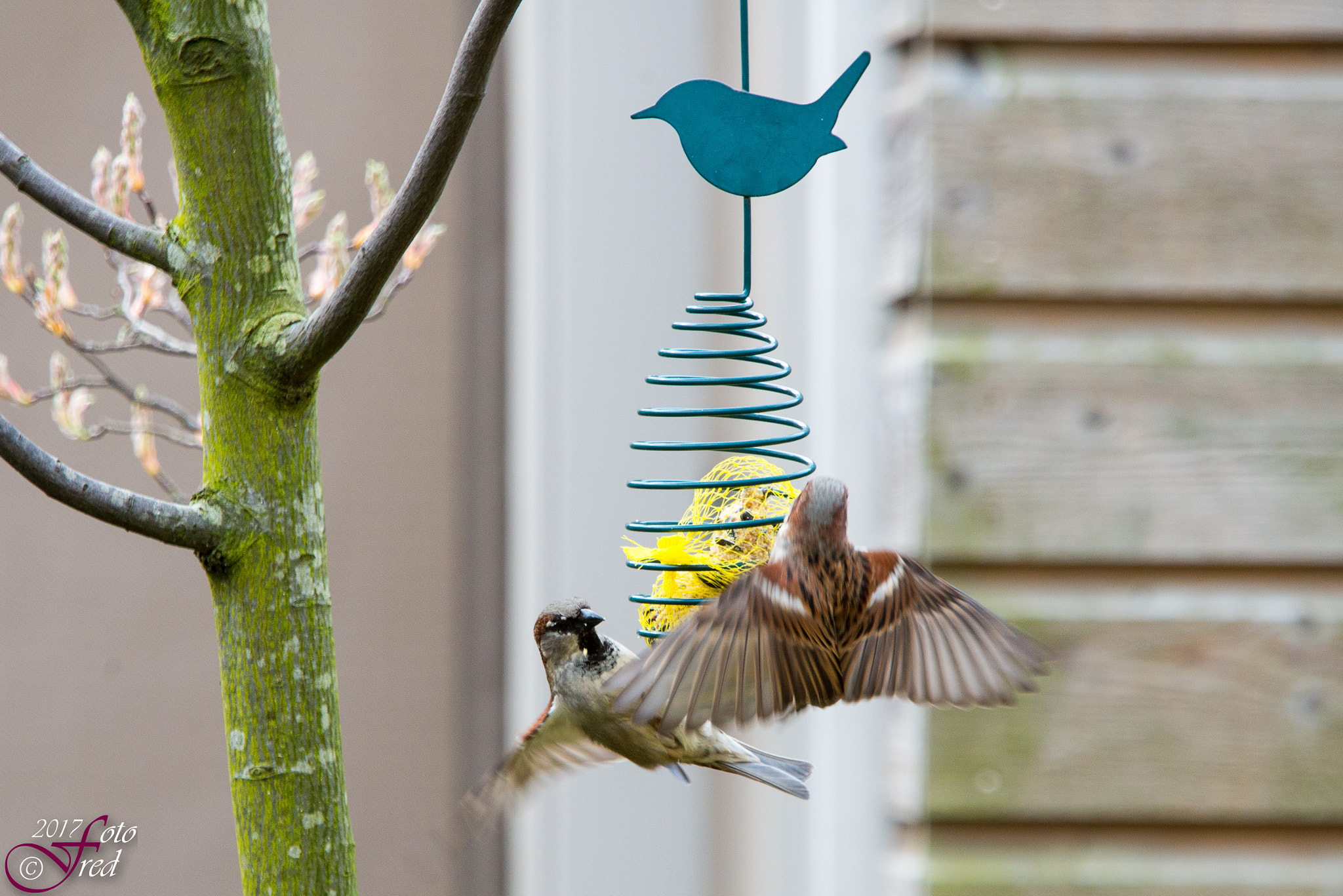 Nikon D800 + Sigma 70-200mm F2.8 EX DG OS HSM sample photo. Feeding time photography