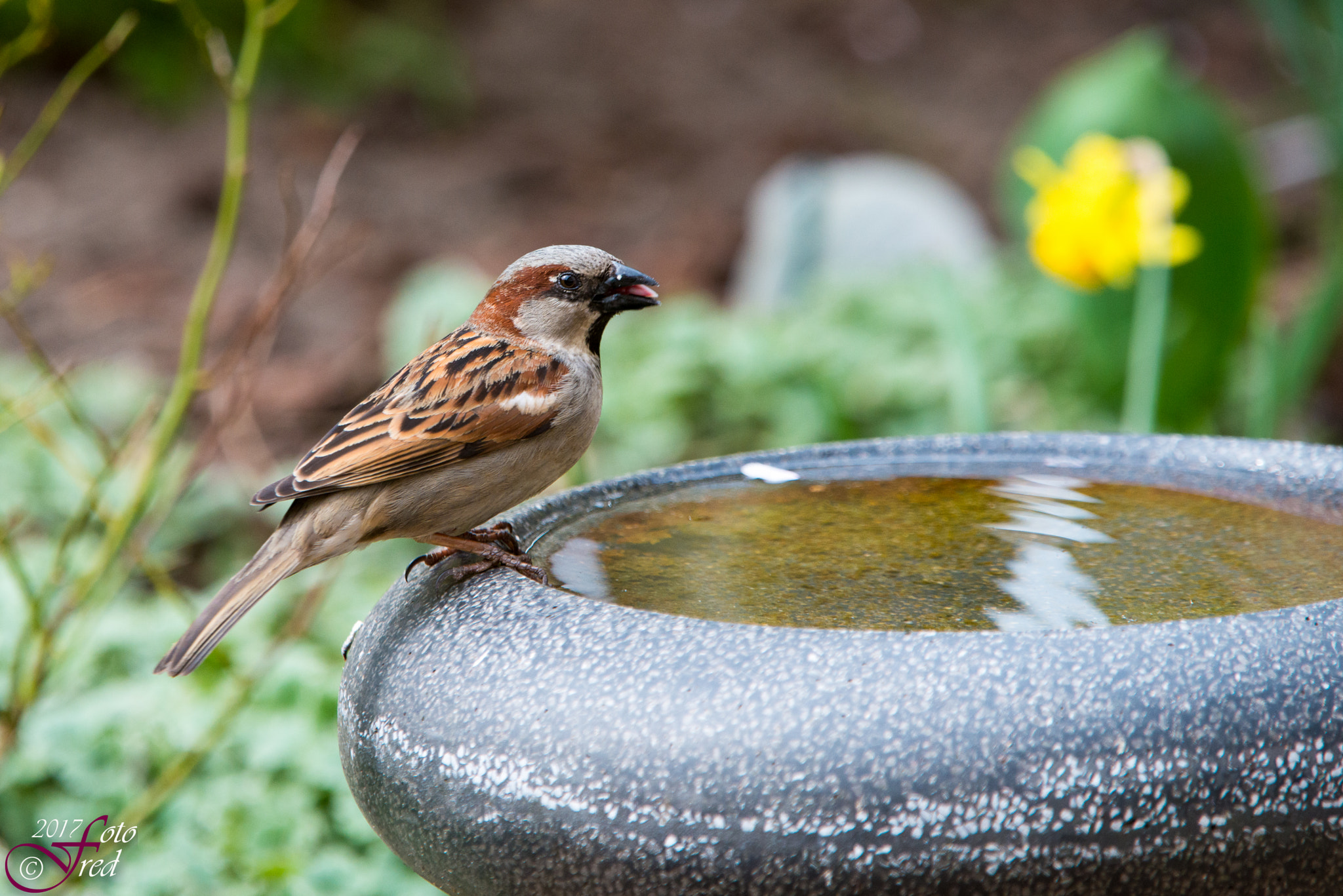 Sigma 70-200mm F2.8 EX DG OS HSM sample photo. Thirsty photography