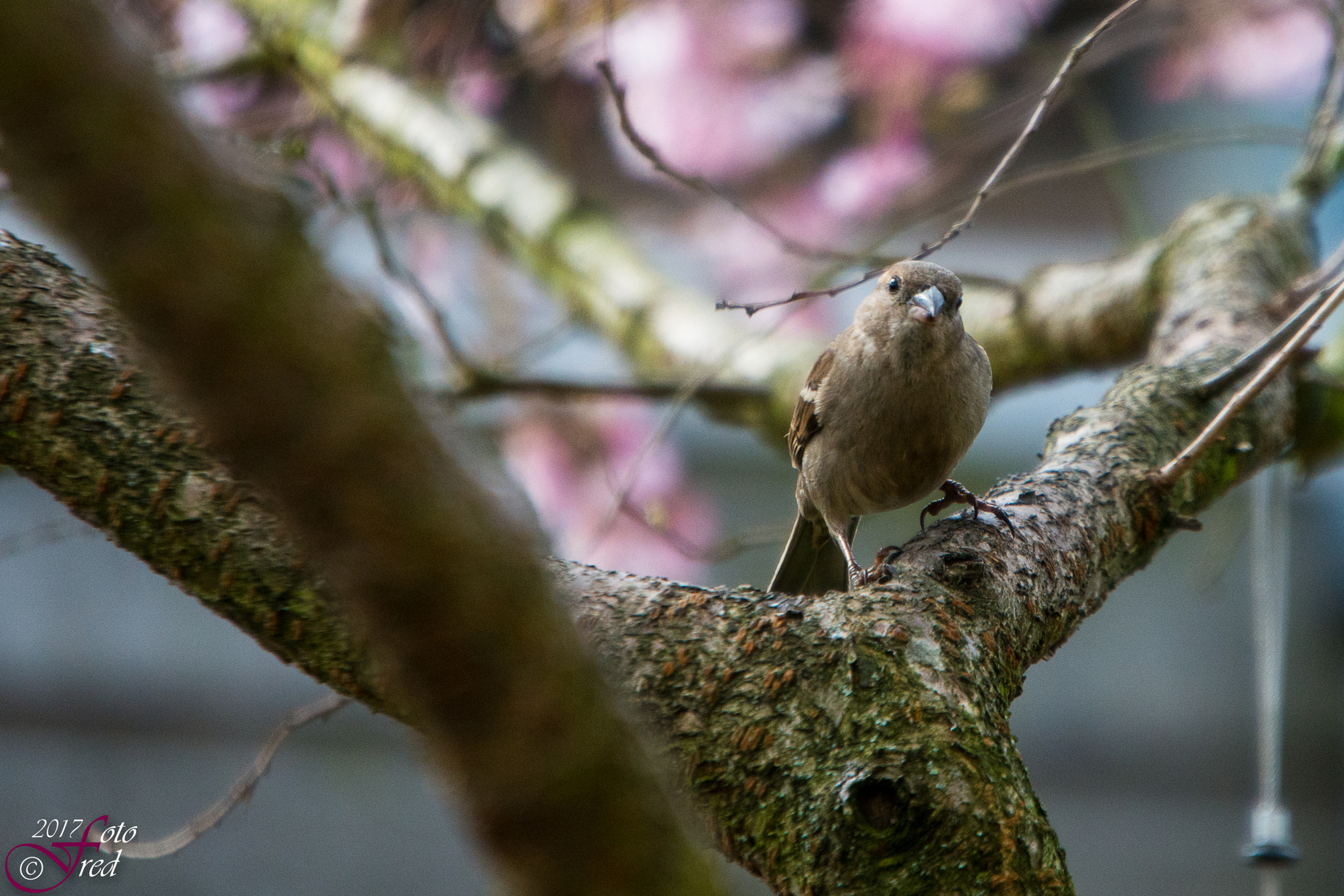 Sigma 70-200mm F2.8 EX DG OS HSM sample photo. Homester photography
