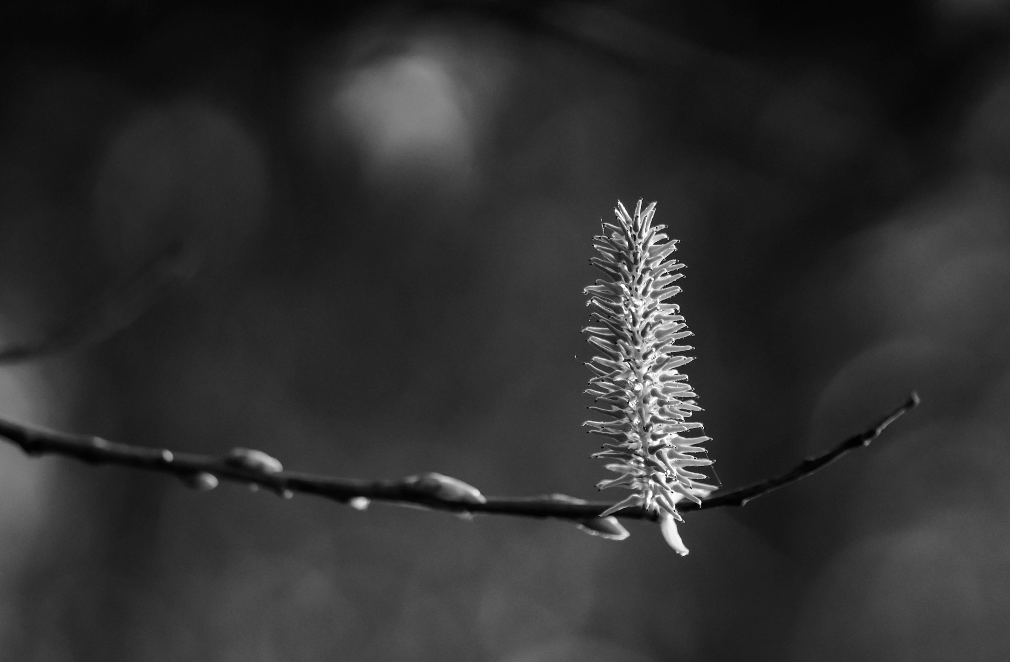 Sony SLT-A58 + 105mm F2.8 sample photo. Flambeau photography