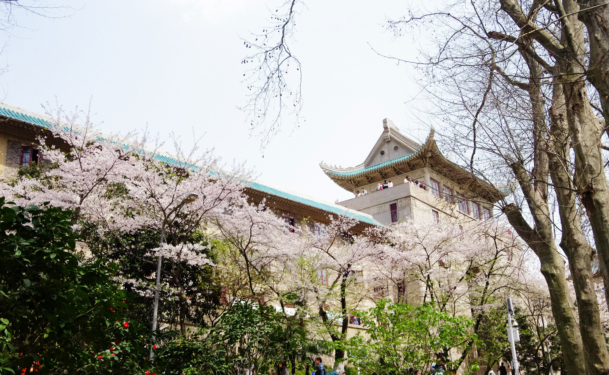 Pentax K-5 IIs sample photo. 武大 photography