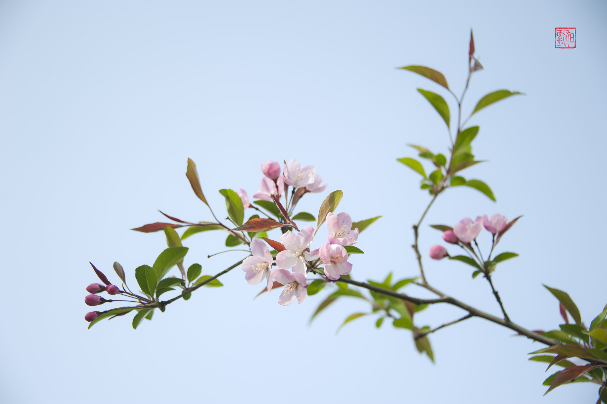 Nikon D700 sample photo. 春风十里不如你，桃花三月不及卿 photography