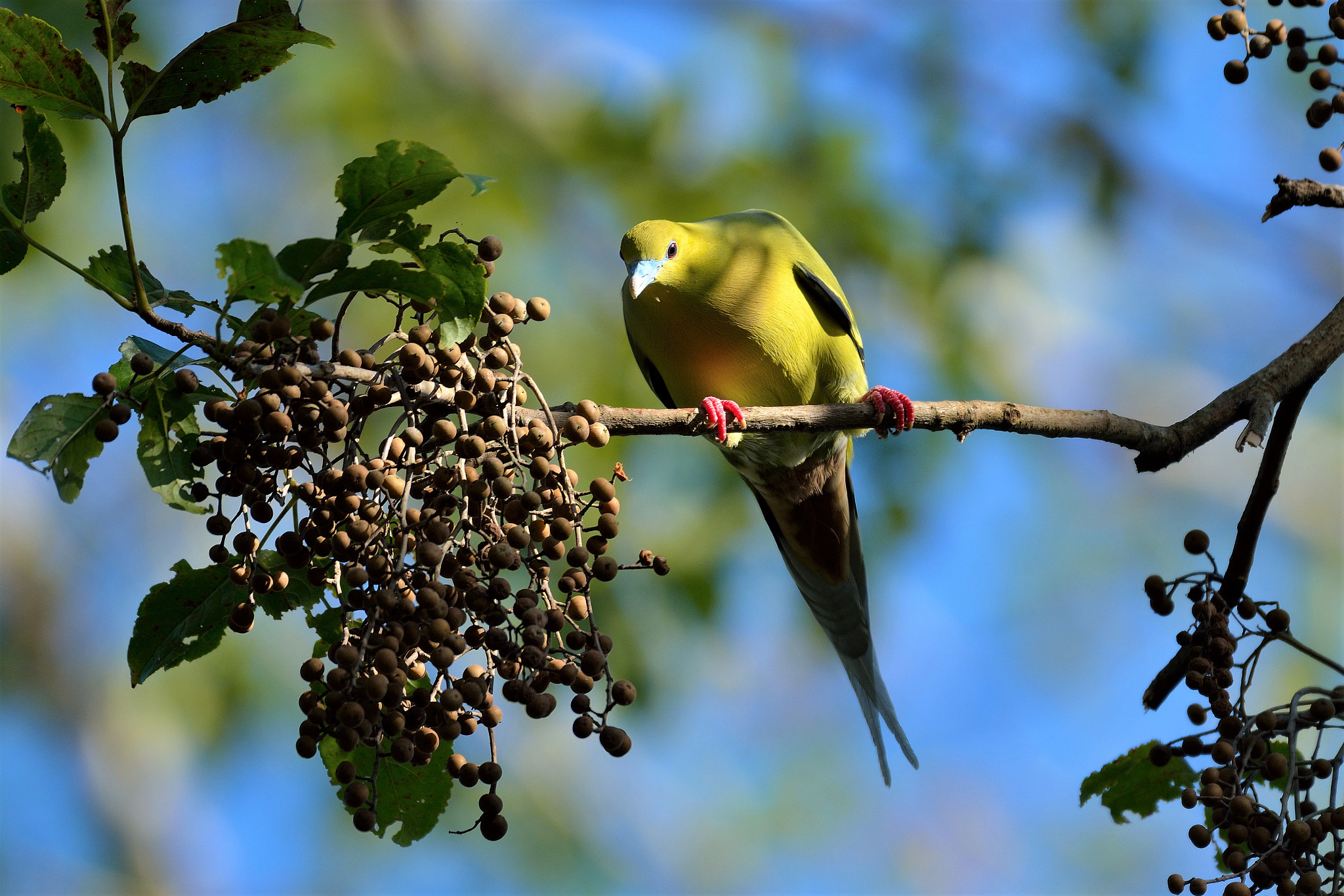 Nikon AF-S Nikkor 200-500mm F5.6E ED VR sample photo. Pin-tailed green pigeon photography