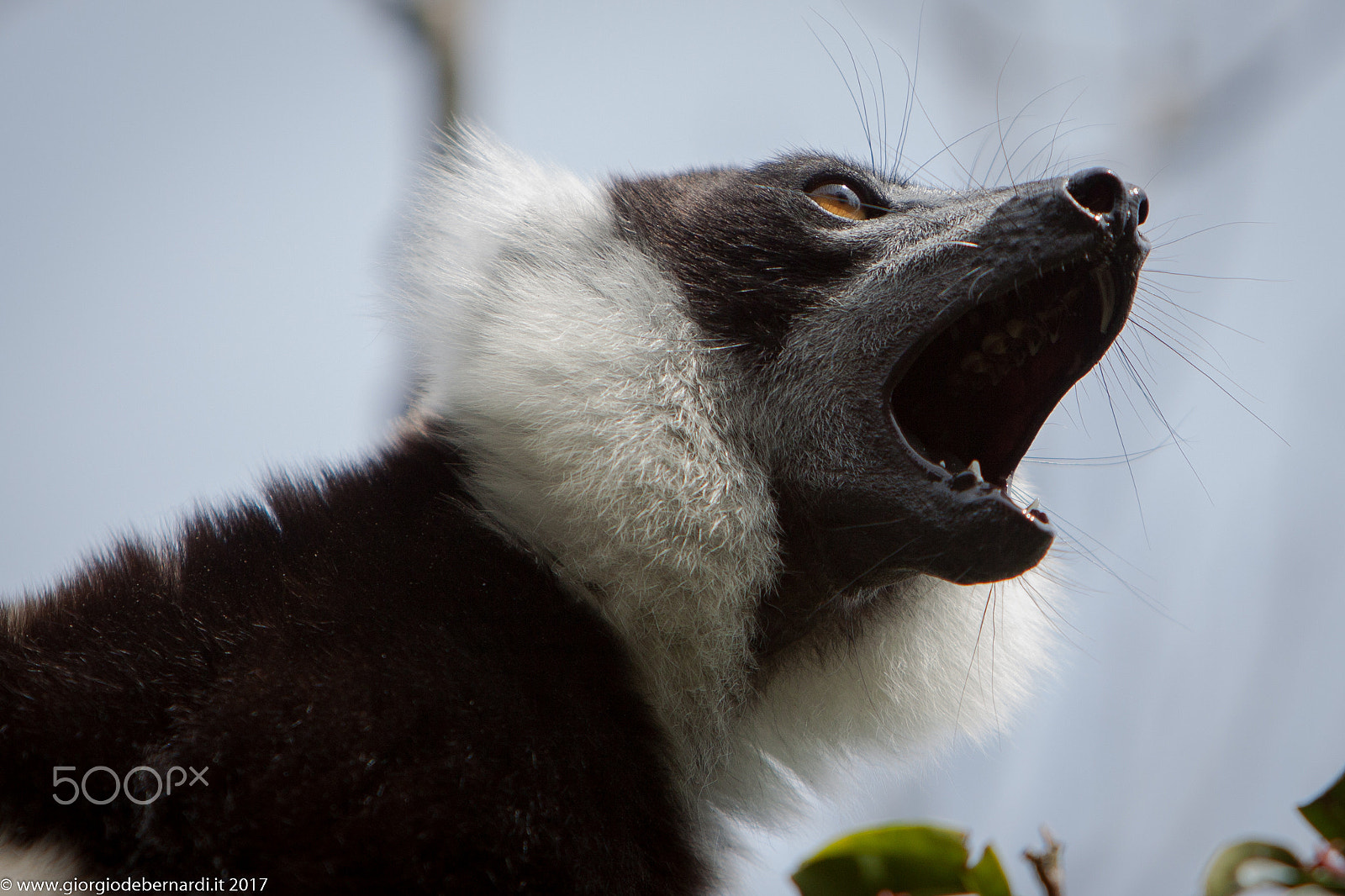 Canon EOS 50D + Canon EF 70-200mm F2.8L IS USM sample photo. Lemur photography