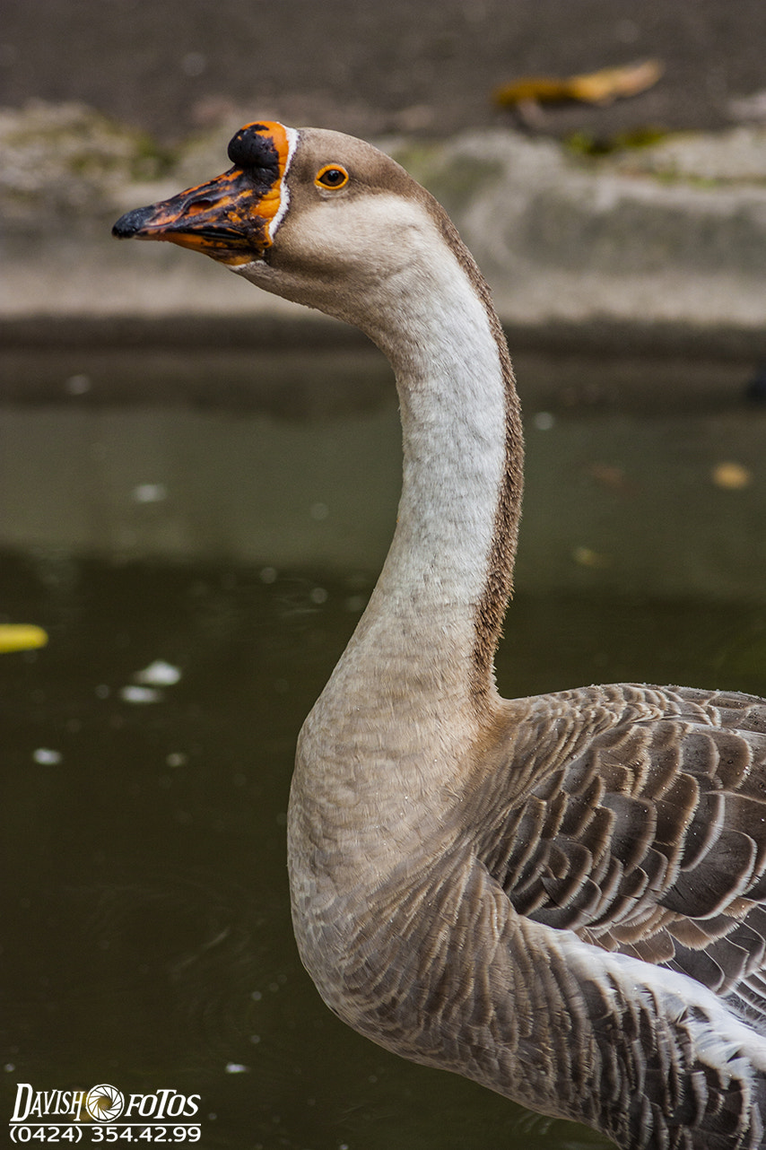 EF75-300mm f/4-5.6 sample photo. Img photography