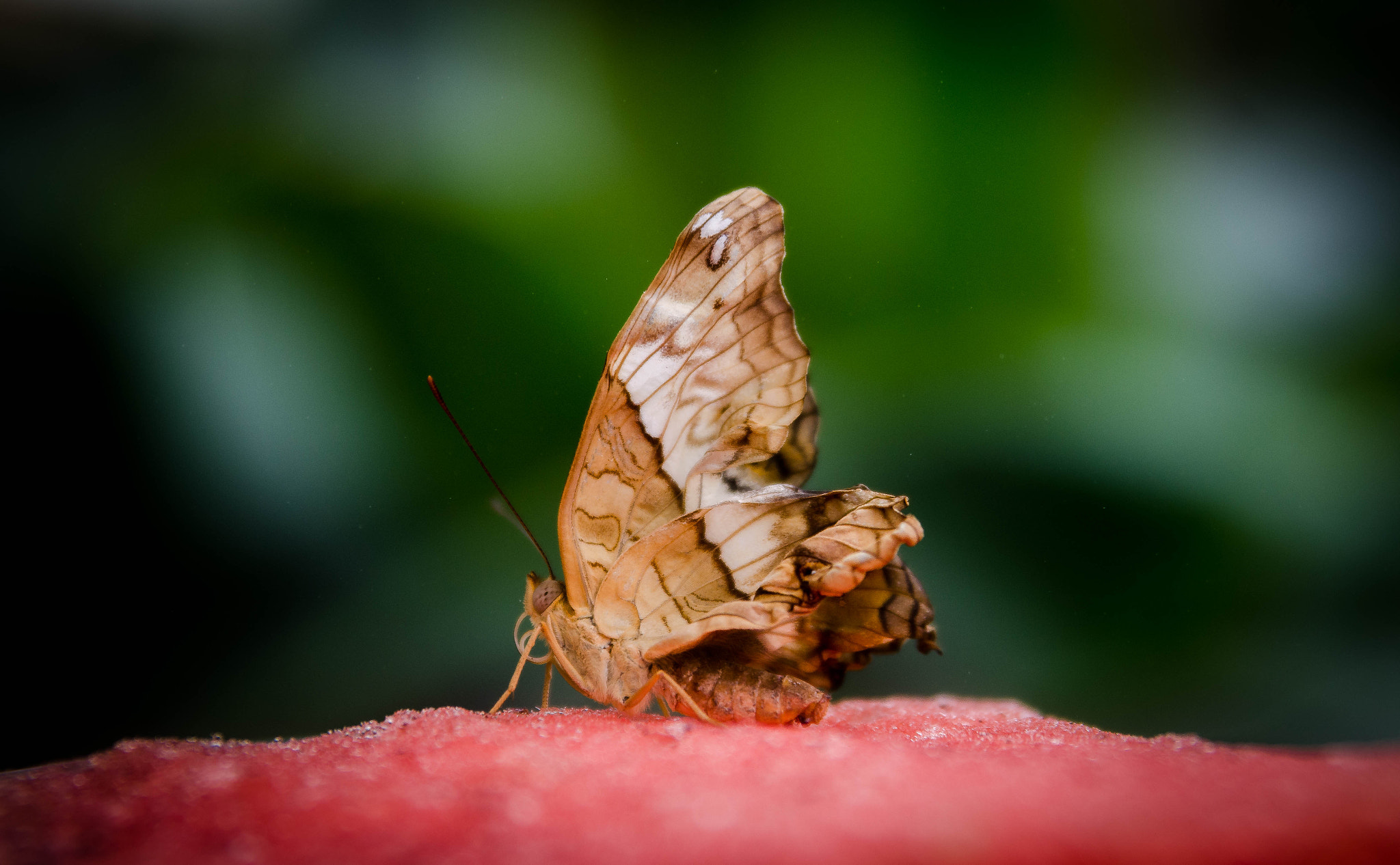 Nikon AF Nikkor 24-85mm F2.8-4D IF sample photo. Butterfly photography