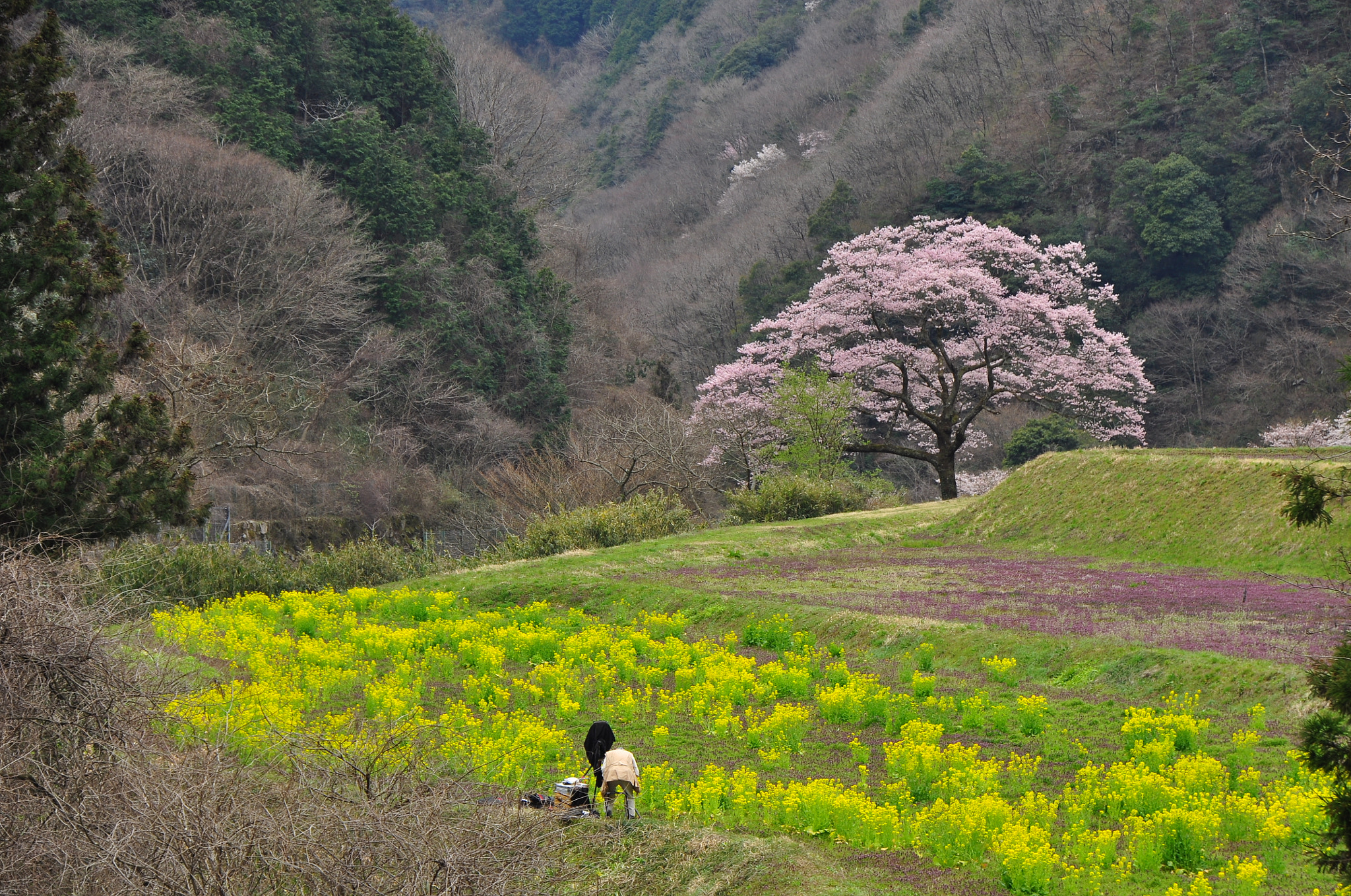Nikon D90 sample photo. Spring photography