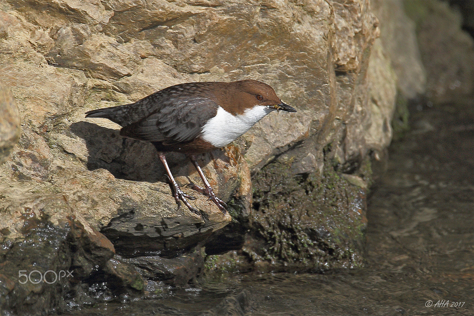 150-600mm F5-6.3 DG OS HSM | Sports 014 sample photo. Food in its beak photography