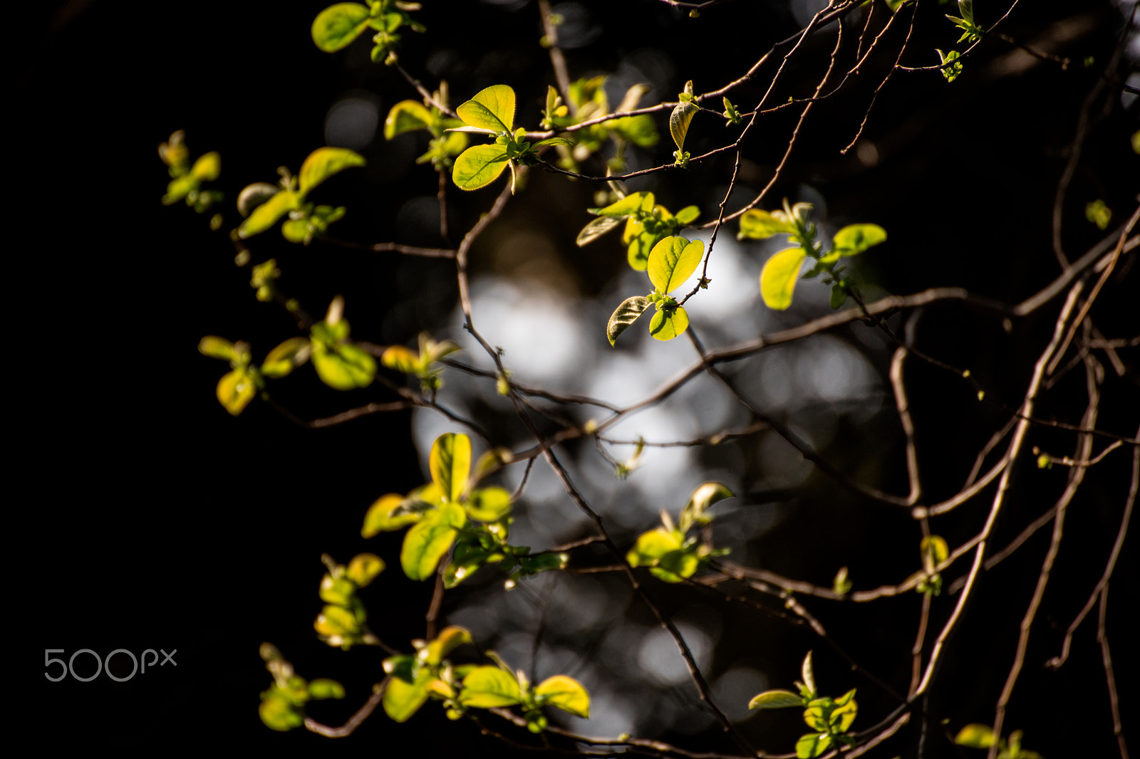 Sony a7 + Sony DT 50mm F1.8 SAM sample photo. Trees' lights 4 photography