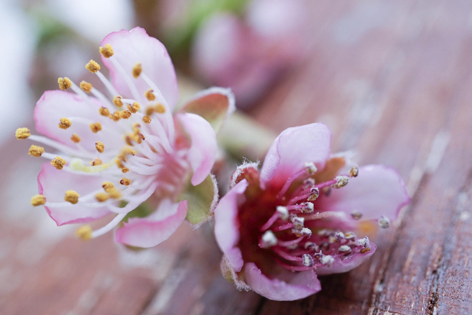 Sony Alpha QX1 sample photo. The first peach blossoms in my garden! photography